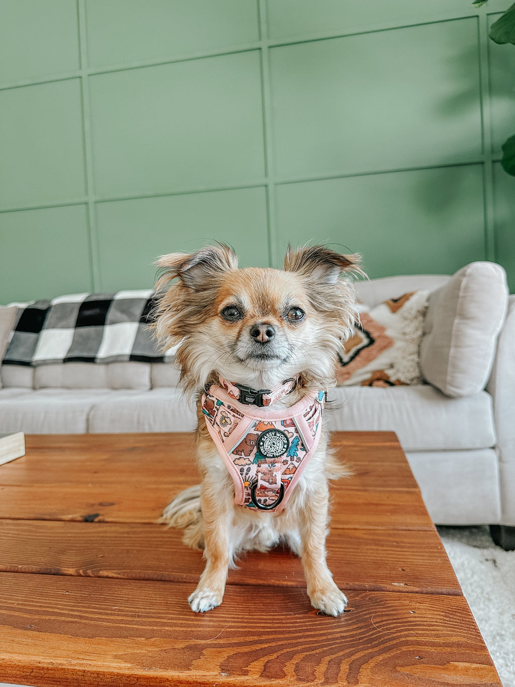 Dog Collar - National Bark