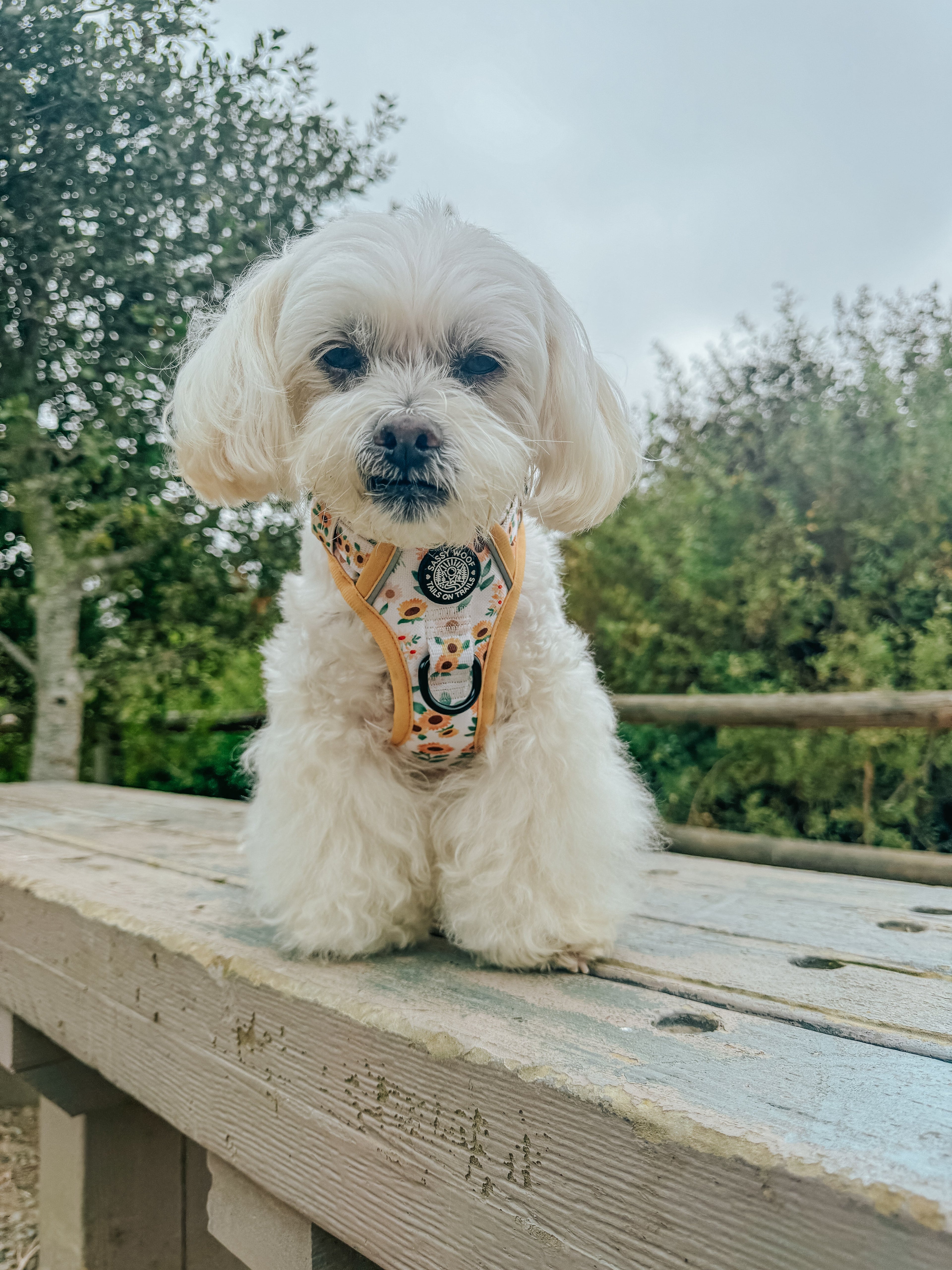 Dog Step-In Harness - Sunflower Dreams