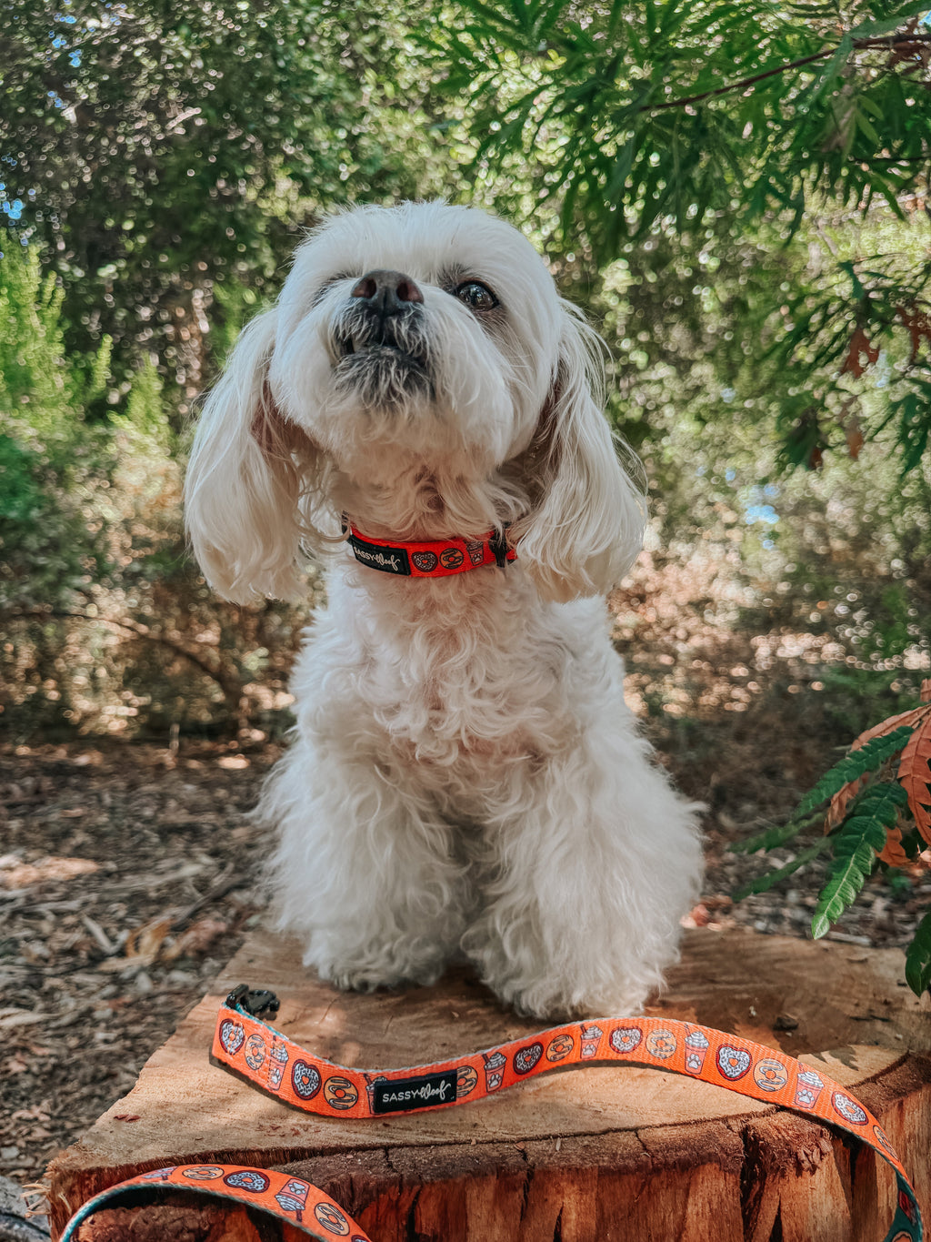 Dog Collar - Pupkin Donuts