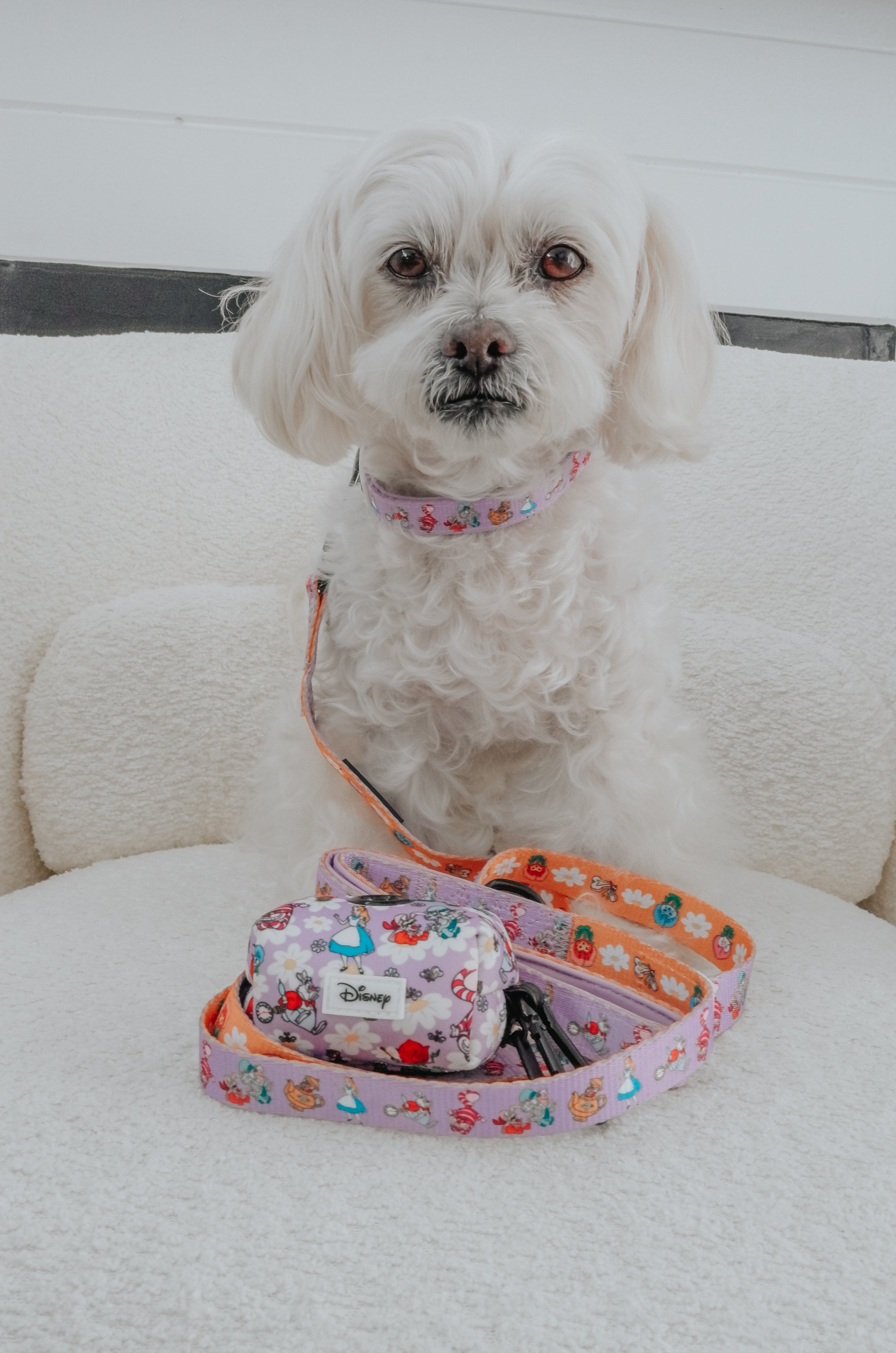 Dog Collar - Alice in Wonderland (Purple)