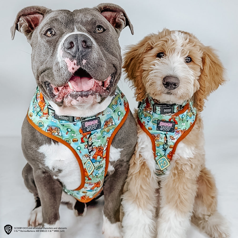 Collar Tag - Scooby-Doo™