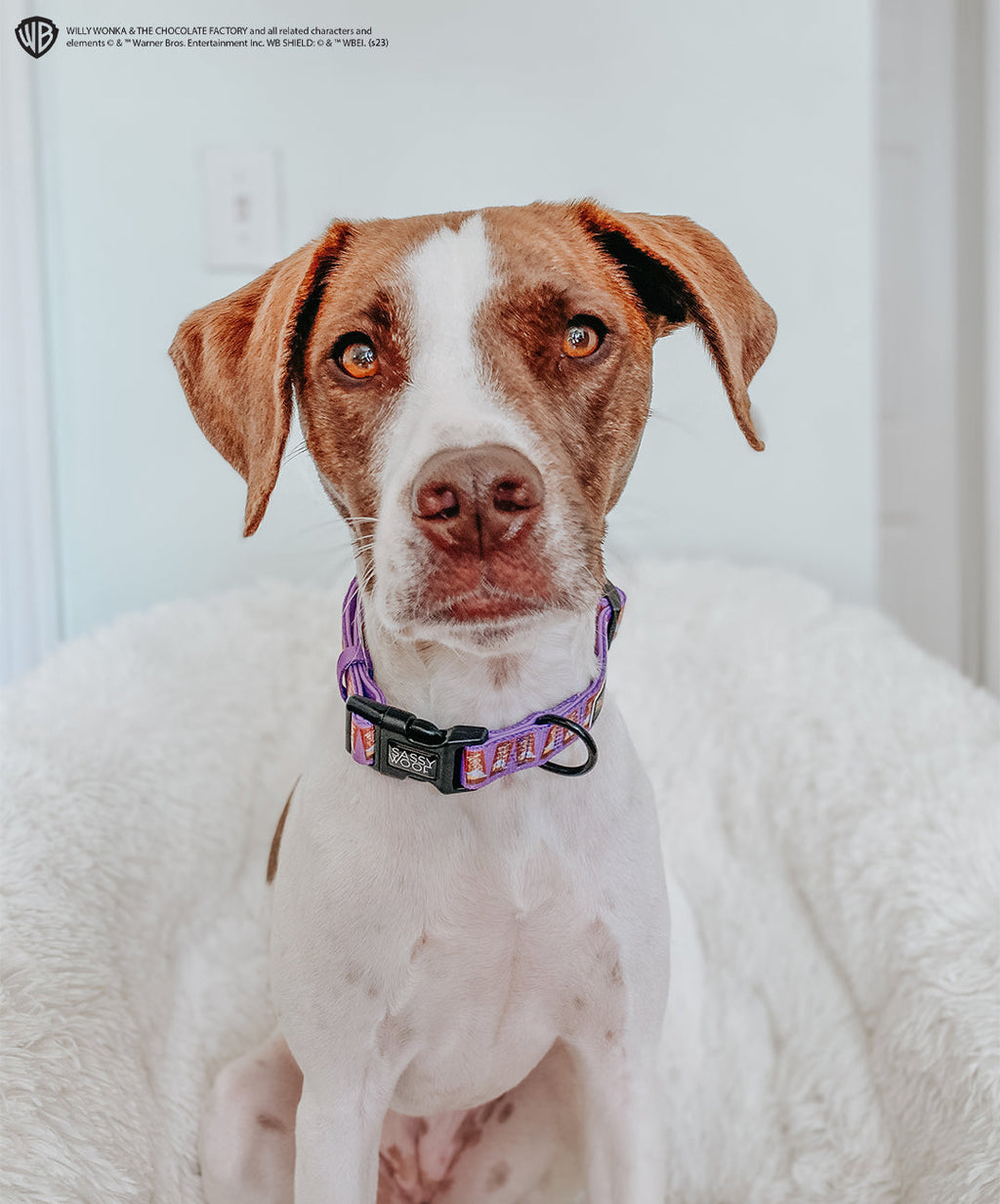 Dog Collar - Willy Wonka & The Chocolate Factory™