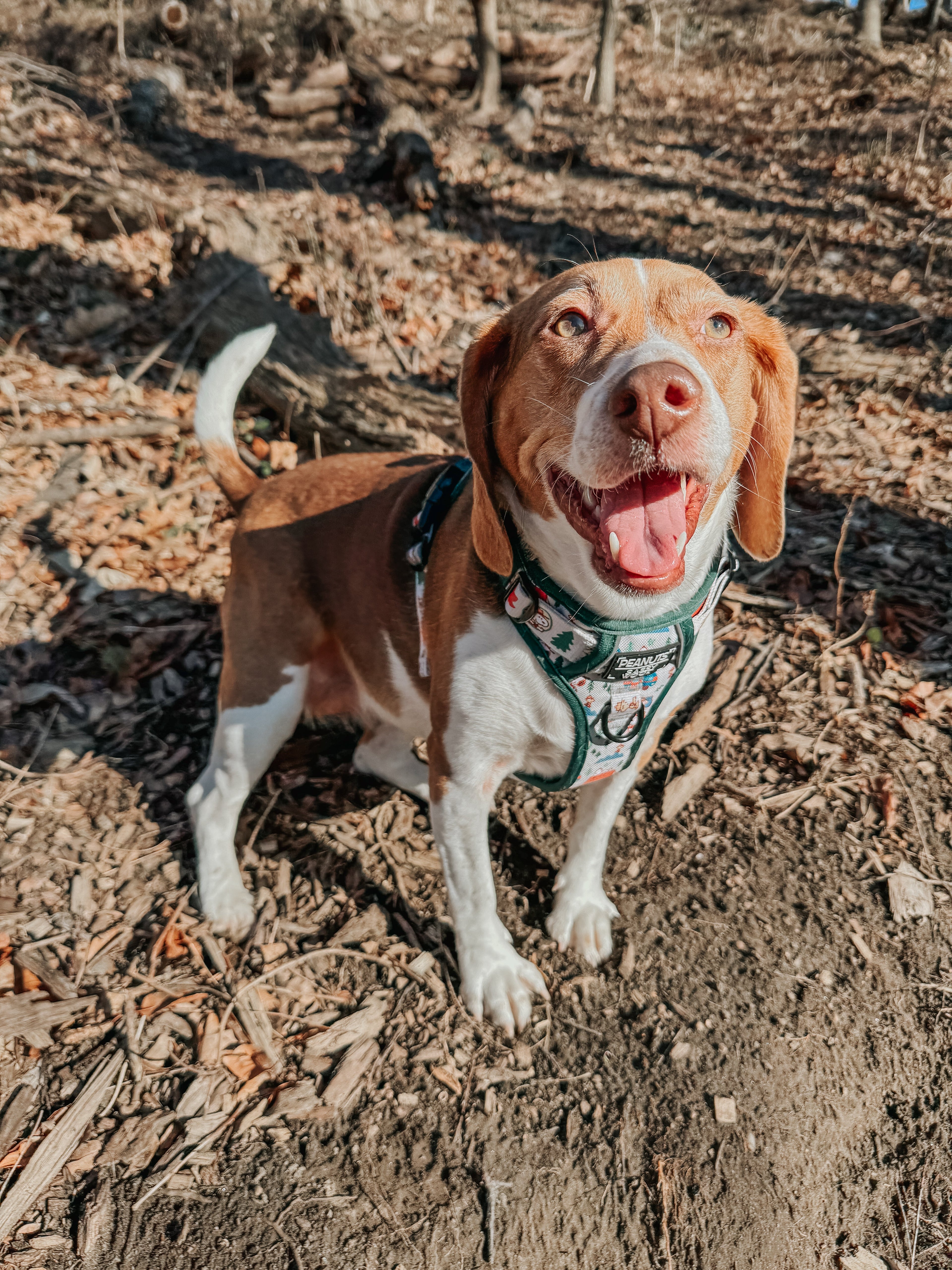 Dog Step-in Harness - Peanuts™ Beagle Scouts