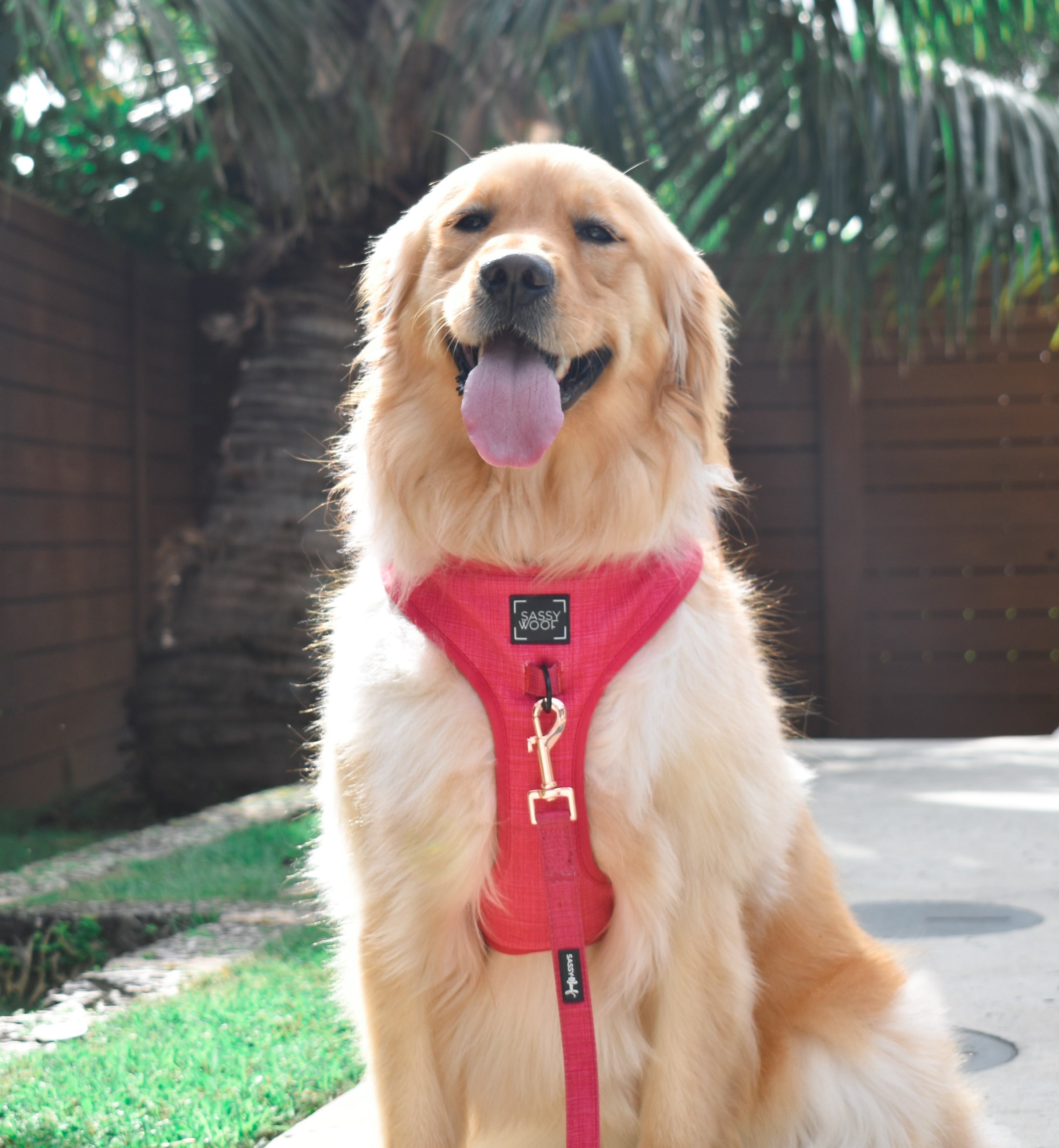 Dog Leash - Merlot