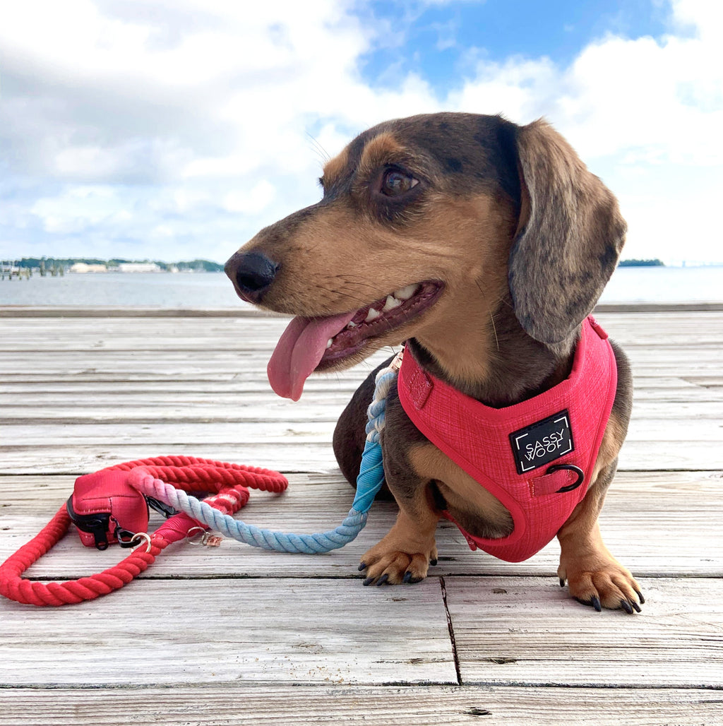 Dog Rope Leash - Watermelon Sugar