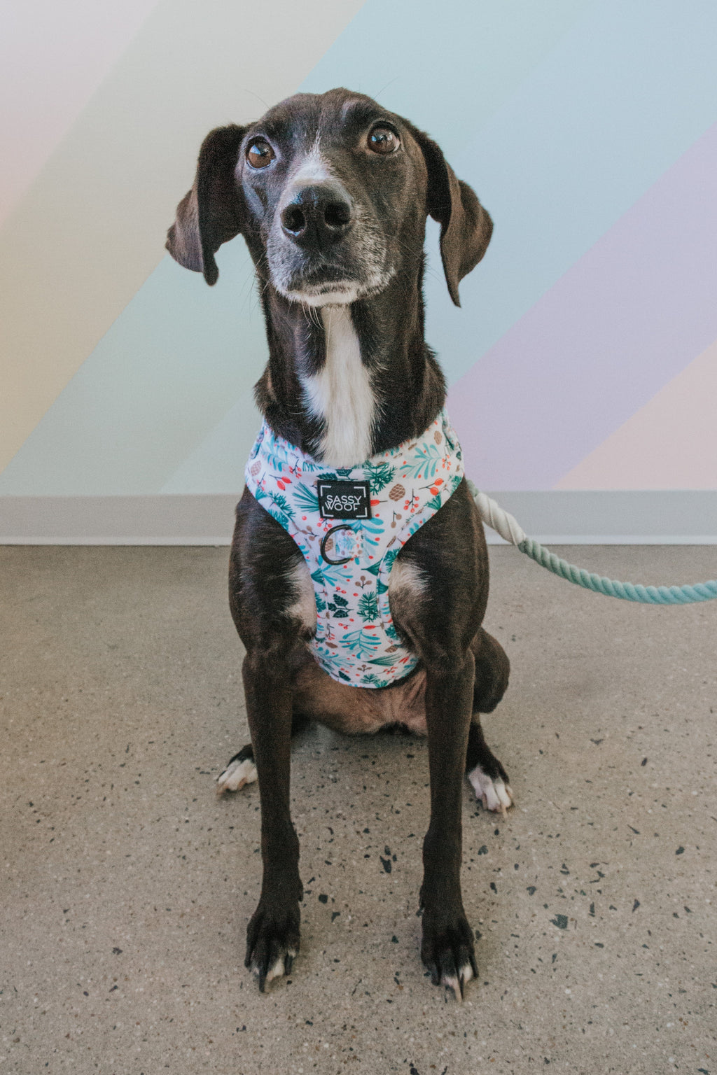 Dog Rope Leash - Mint to Be