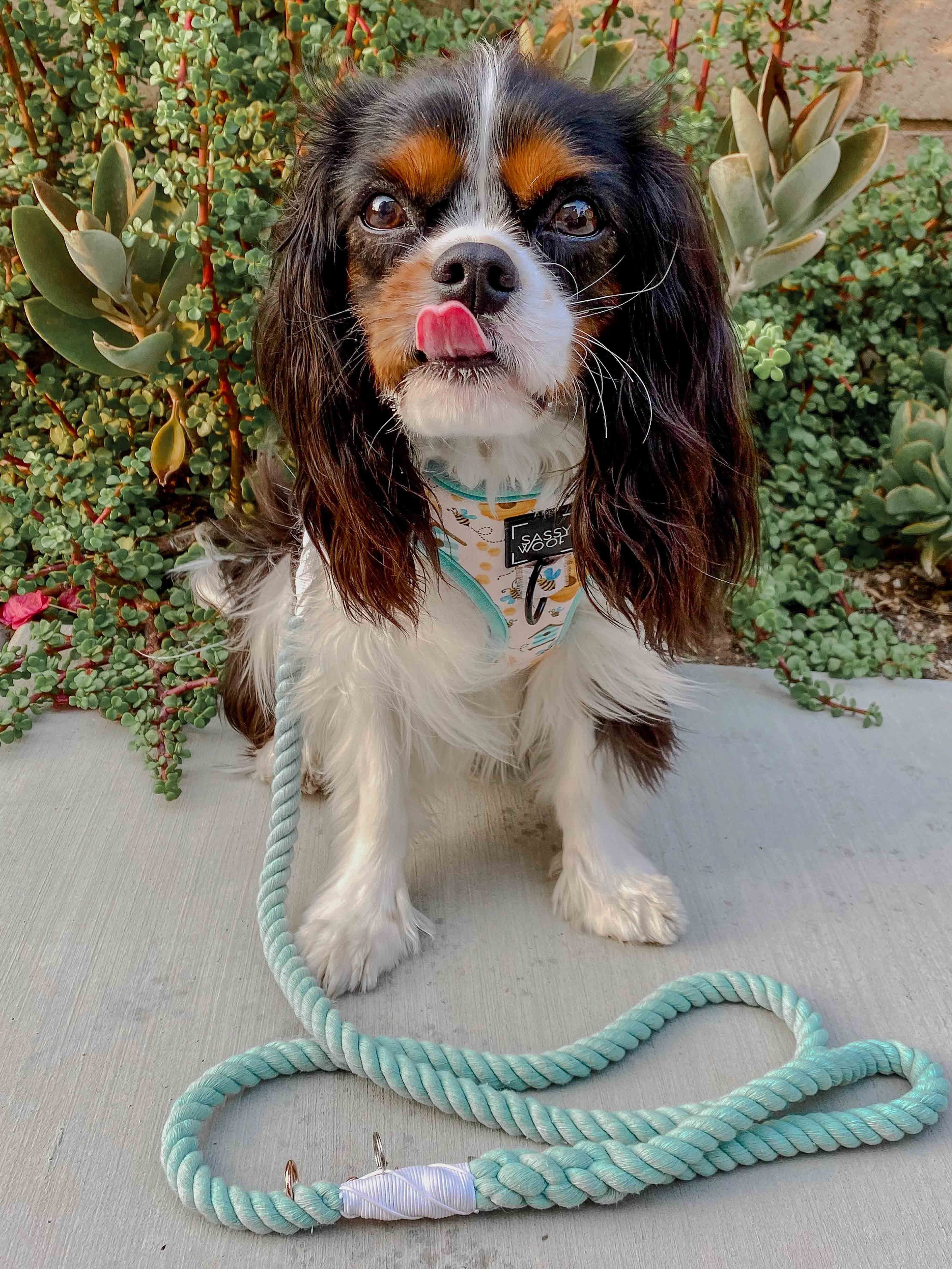 Dog Rope Leash - Mint to Be