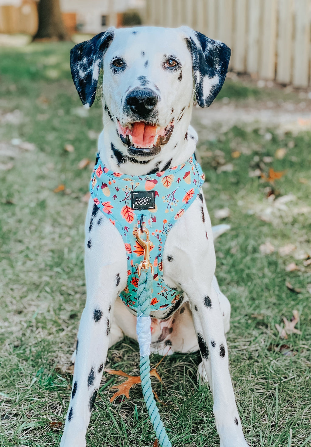Dog Rope Leash - Mint to Be