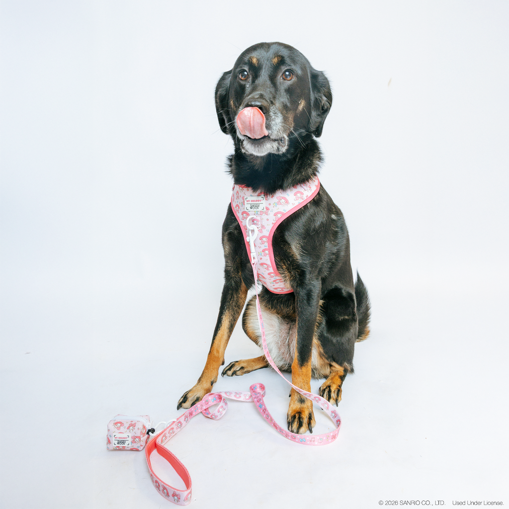 Dog Two Piece Bundle - My Melody™