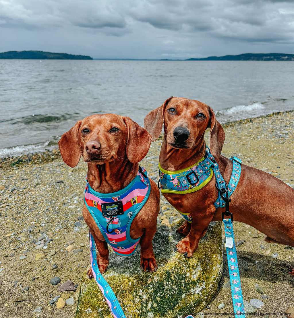 Dog Adjustable Harness - SpongeBob SquarePants™ and Friends