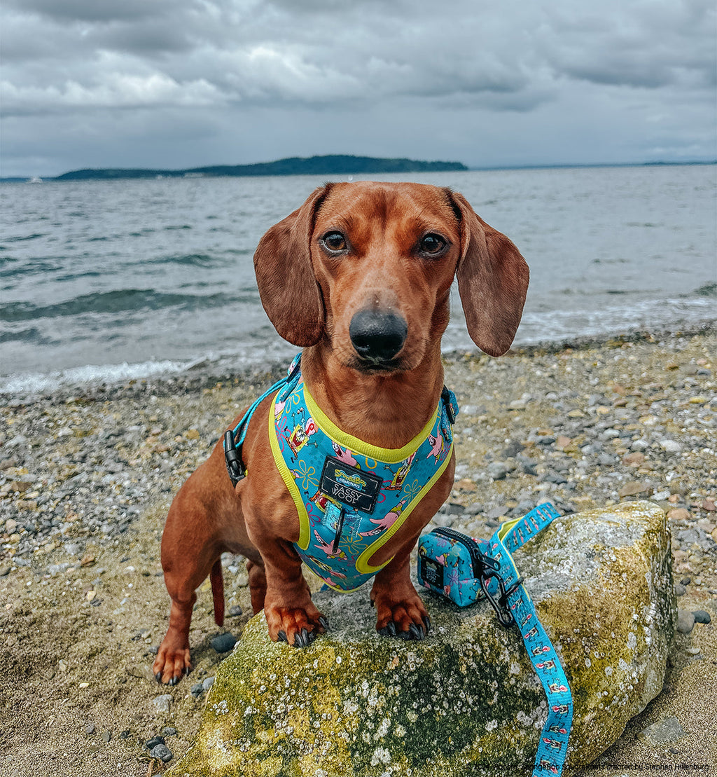 Dog Adjustable Harness - SpongeBob SquarePants™ Jelly Fishin'