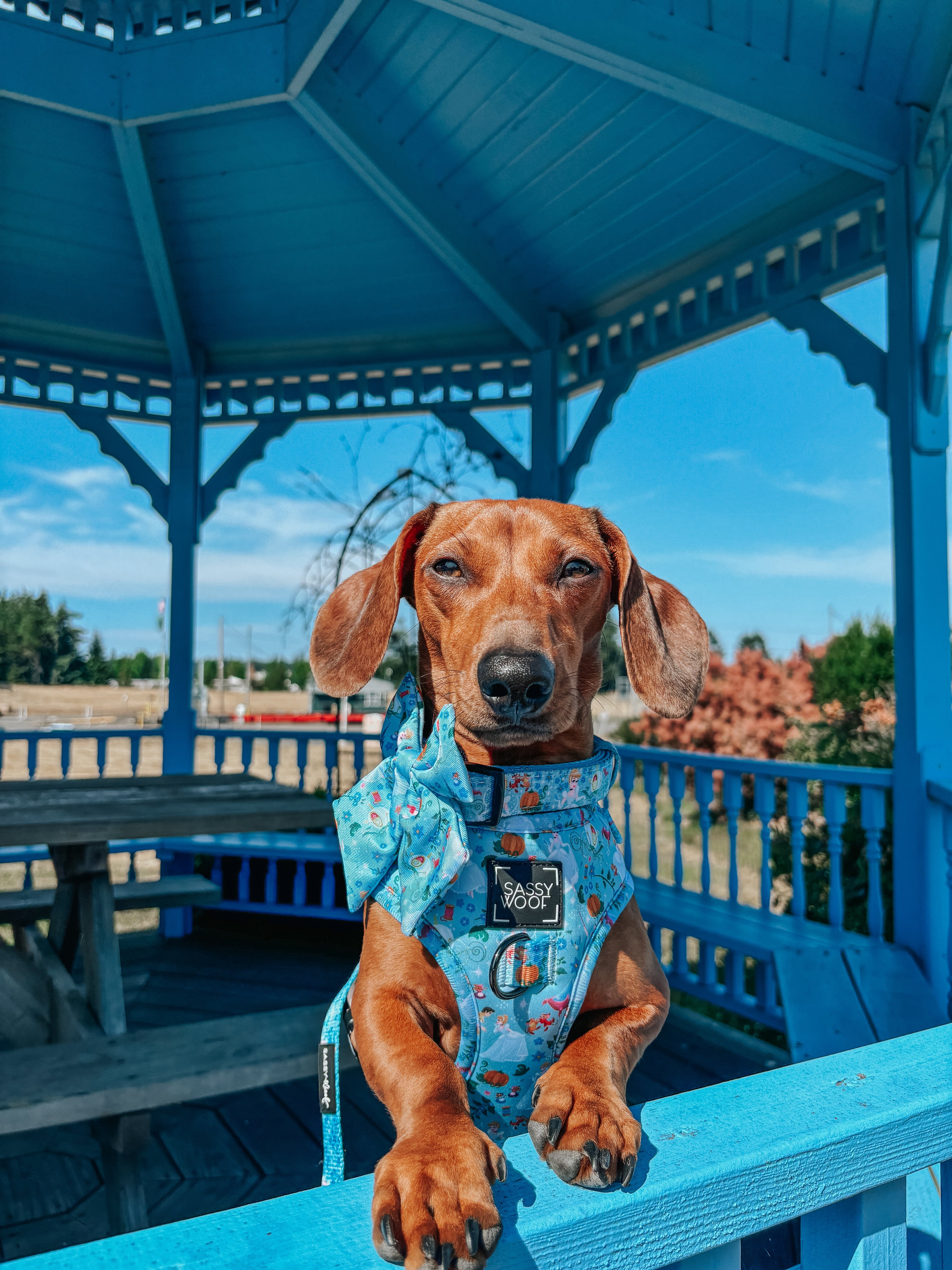 Dog Adjustable Harness - Disney's Cinderella