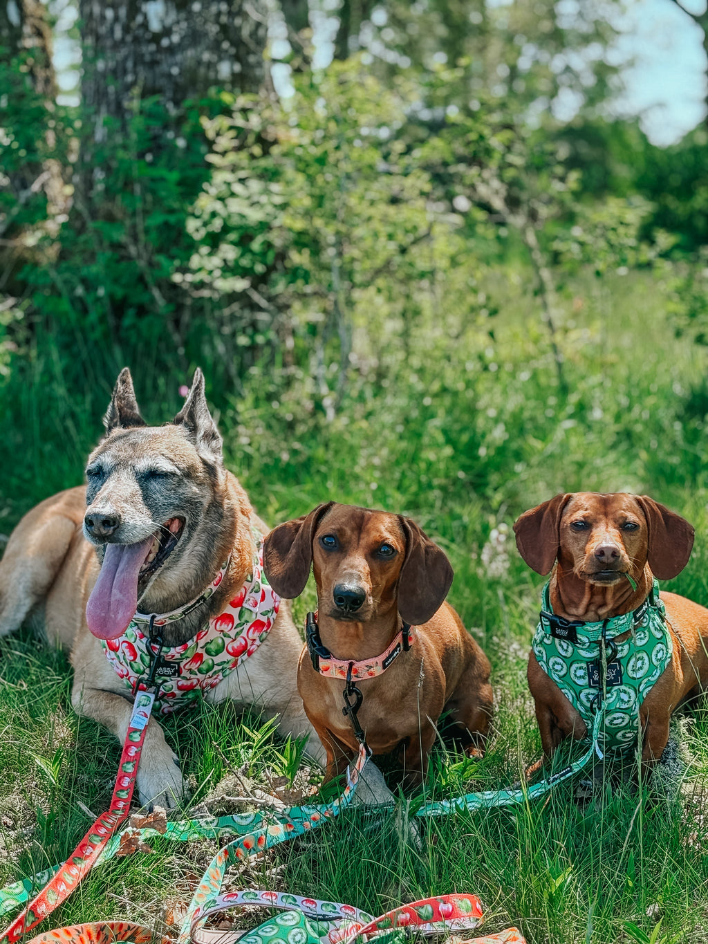 Dog Leash  - Apple of My Eye