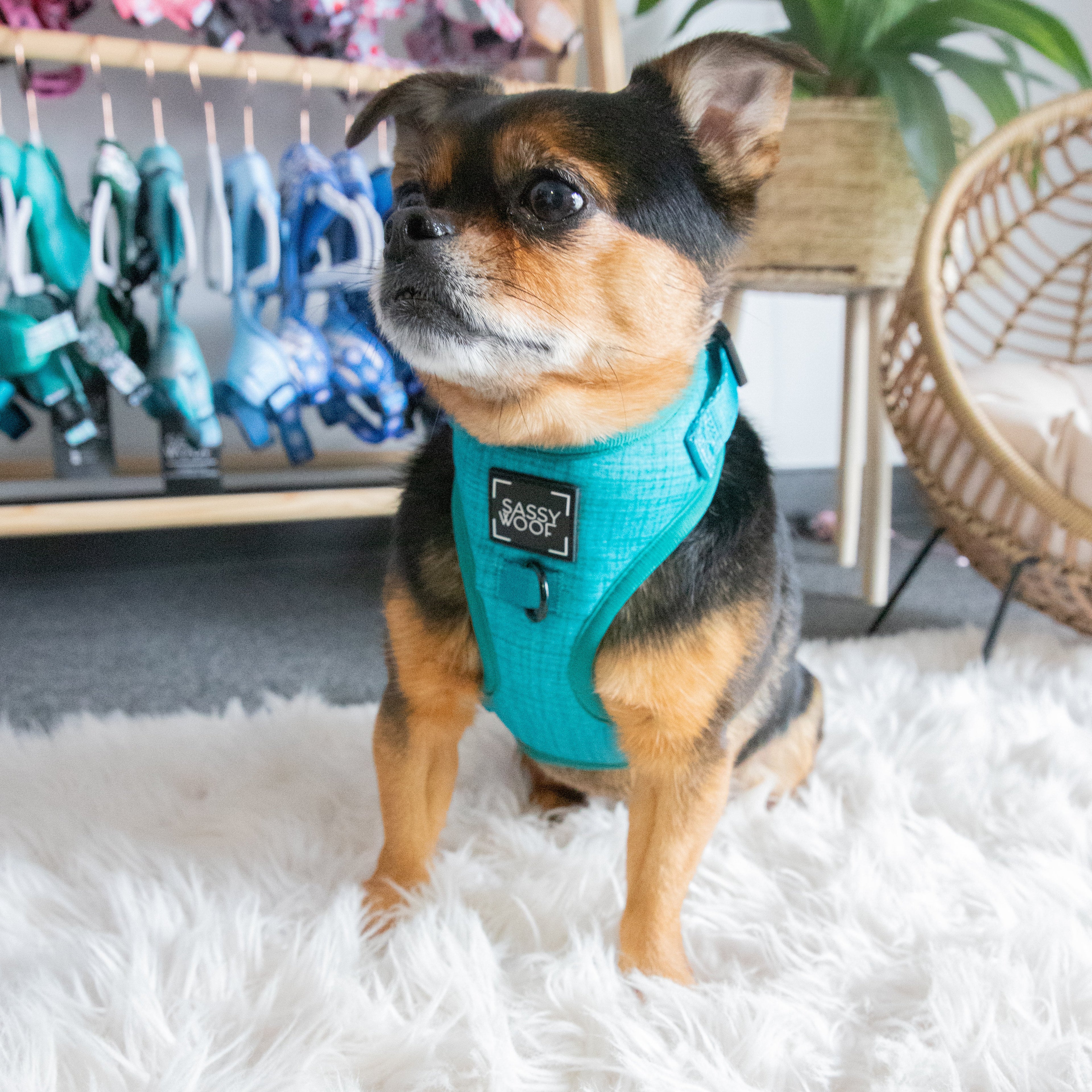 Dog Adjustable Harness - Napa