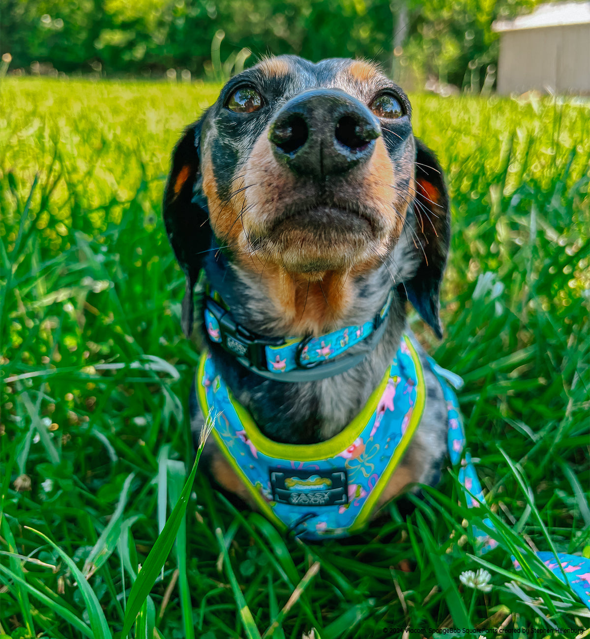 Dog Collar - SpongeBob SquarePants™ Jelly Fishin'