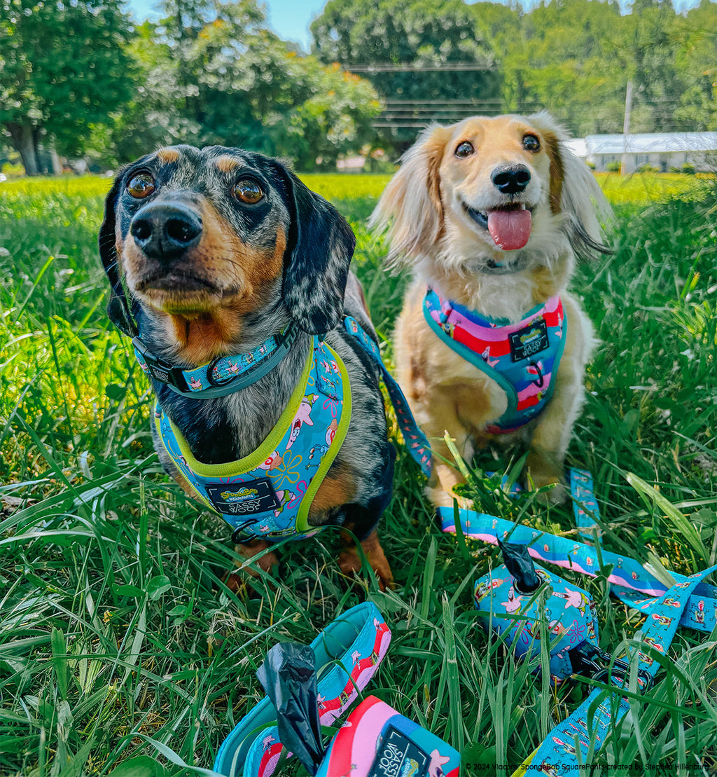 Dog Adjustable Harness - SpongeBob SquarePants™ Jelly Fishin'
