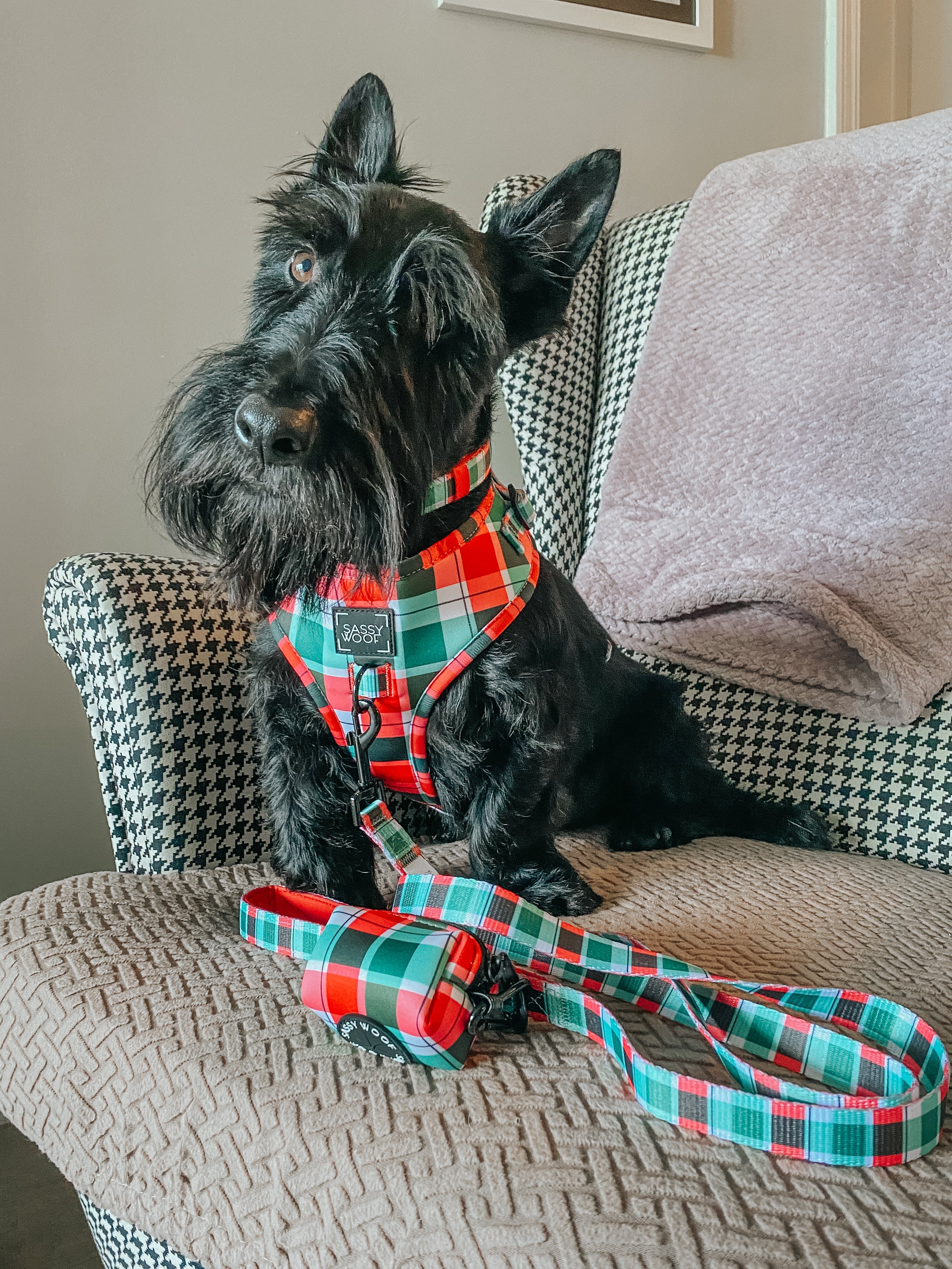 Dog Collar - Jingle Barks