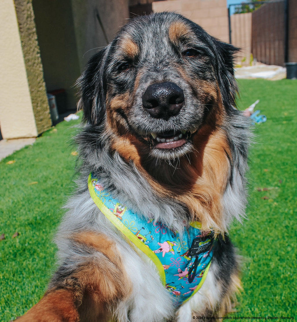 Dog Adjustable Harness - SpongeBob SquarePants™ Jelly Fishin'