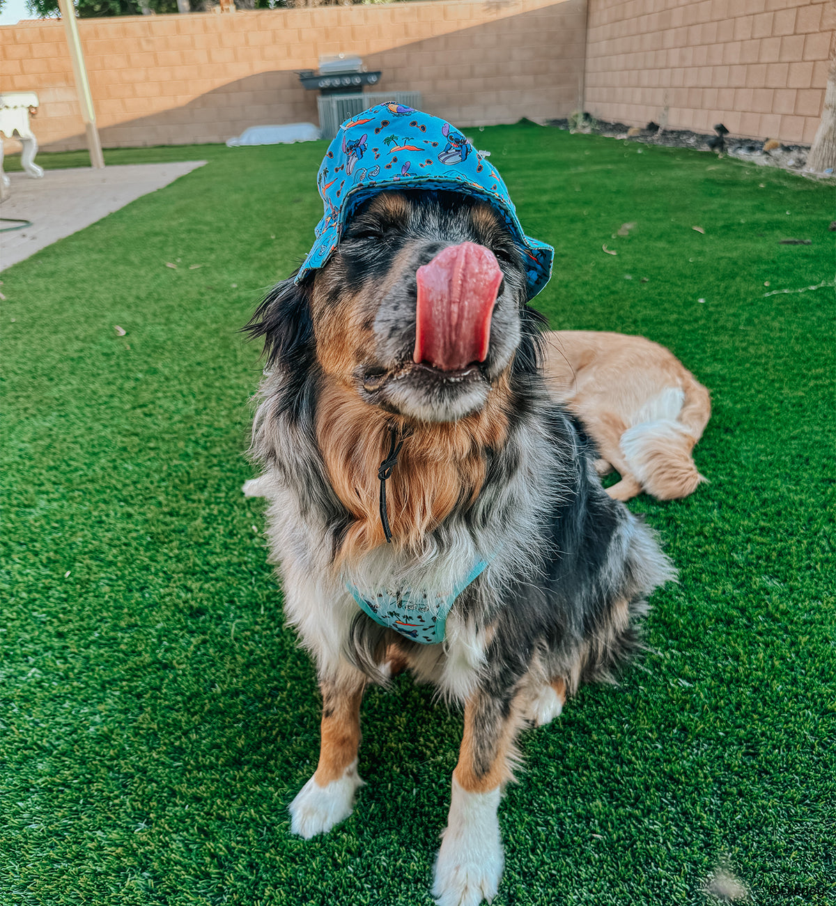 Dog Bucket Hat - Disney's Stitch