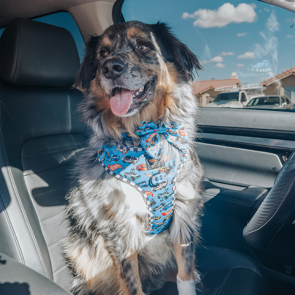 Dog Collar - Hot Wheels™