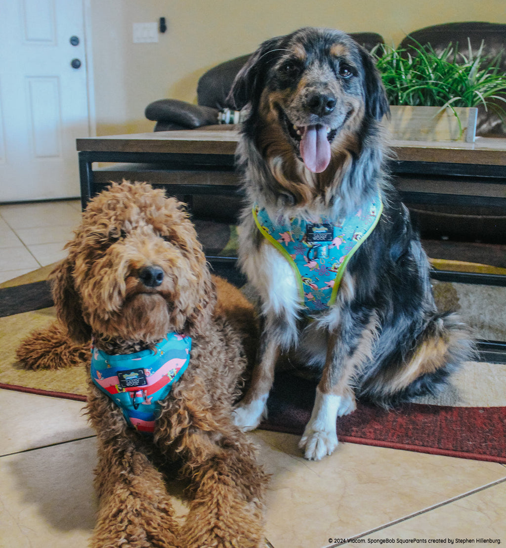 Dog Adjustable Harness - SpongeBob SquarePants™ Jelly Fishin'