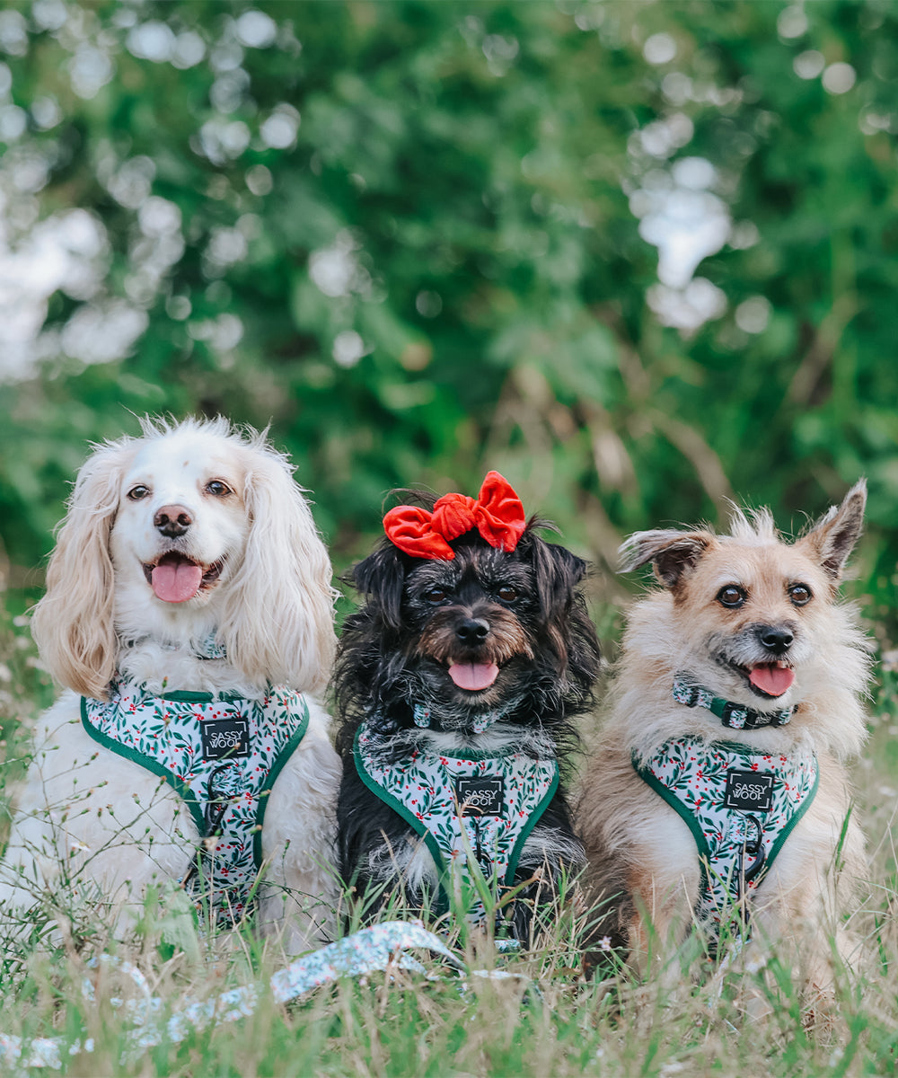 Dog Adjustable Harness - Under the Mistletoe