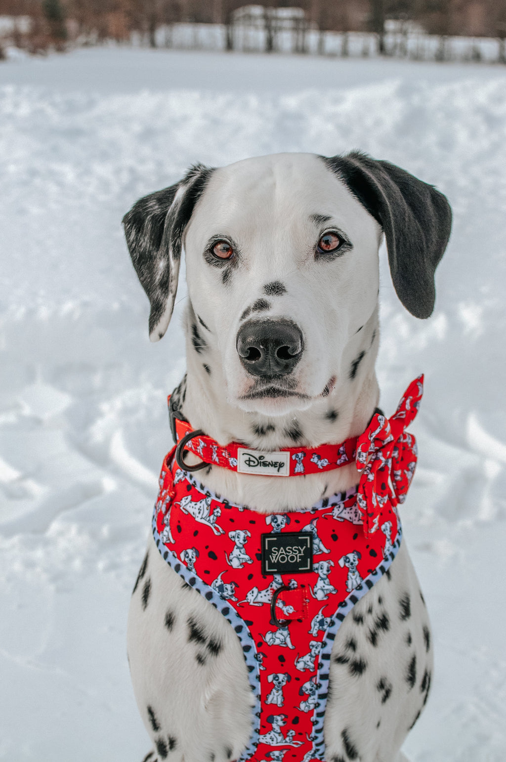 Dog Collar - Disney's 101 Dalmatians