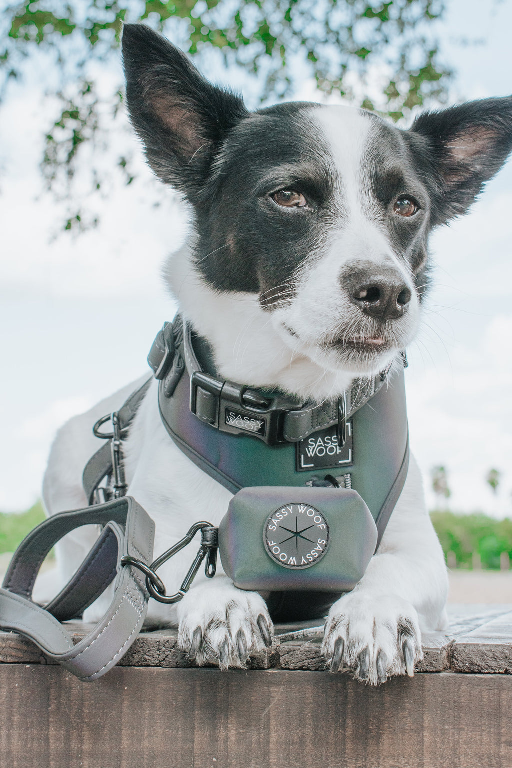 Dog Collar - Reflection