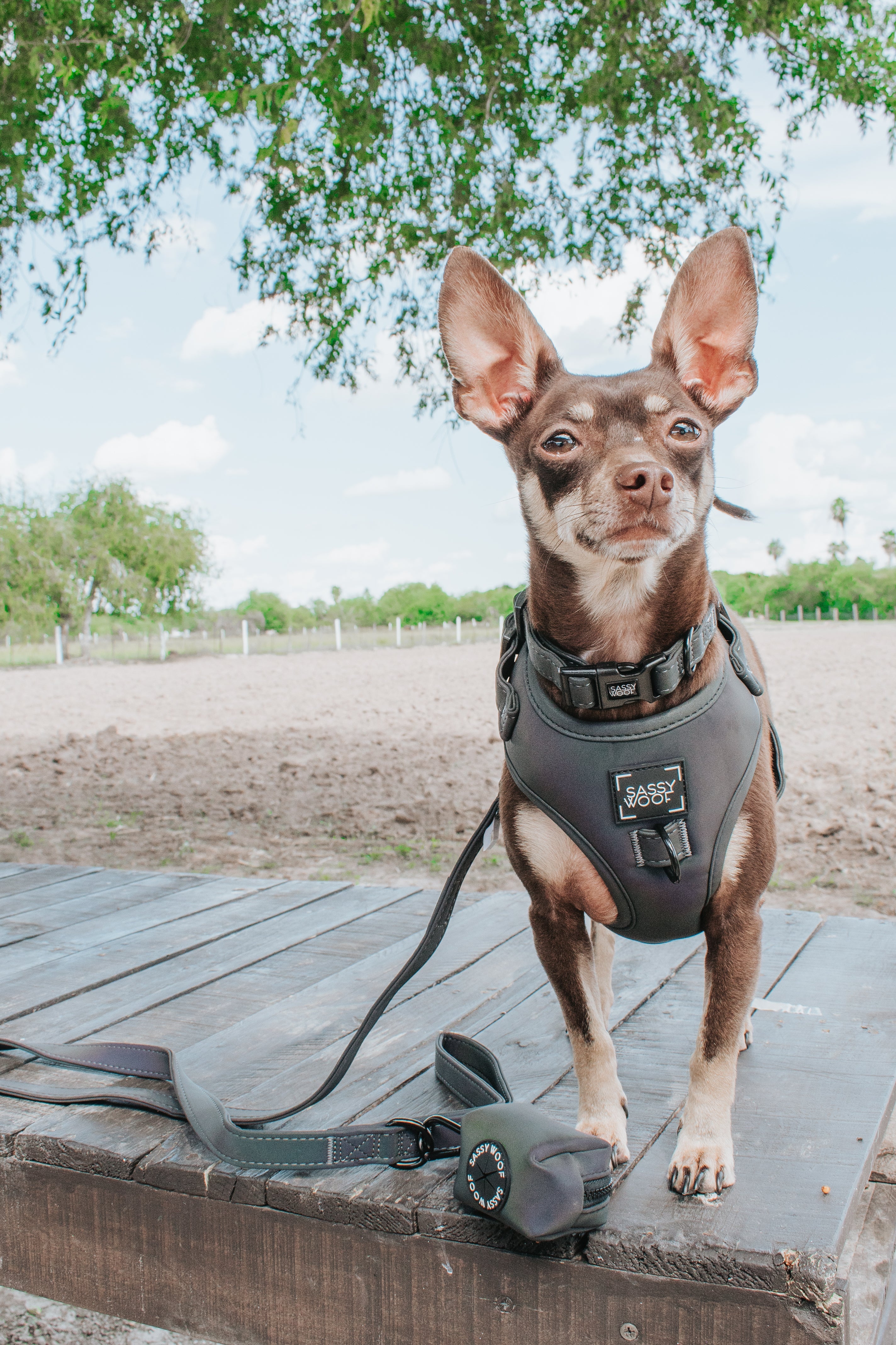 Dog Collar - Reflection