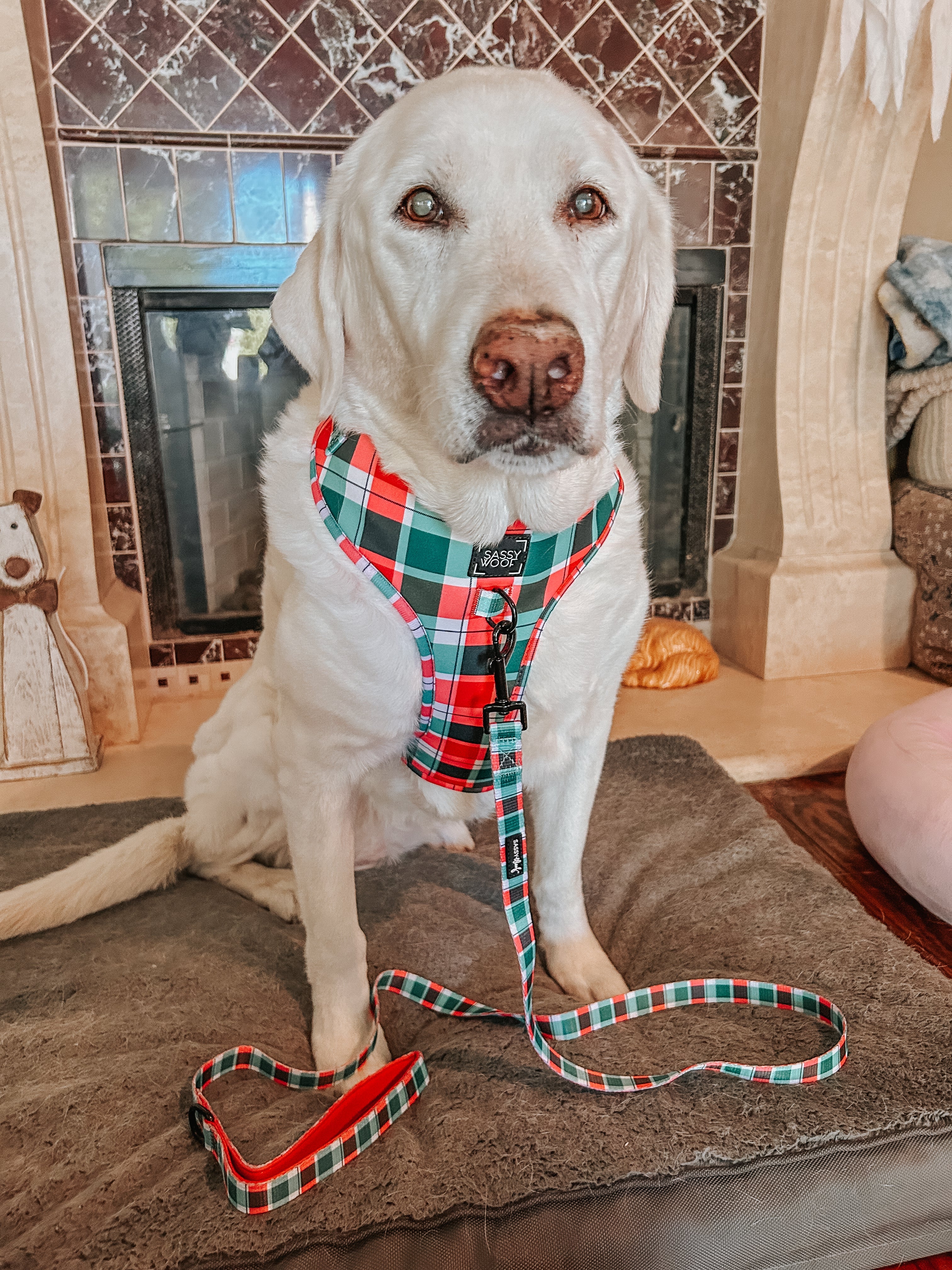 Dog Collar - Jingle Barks