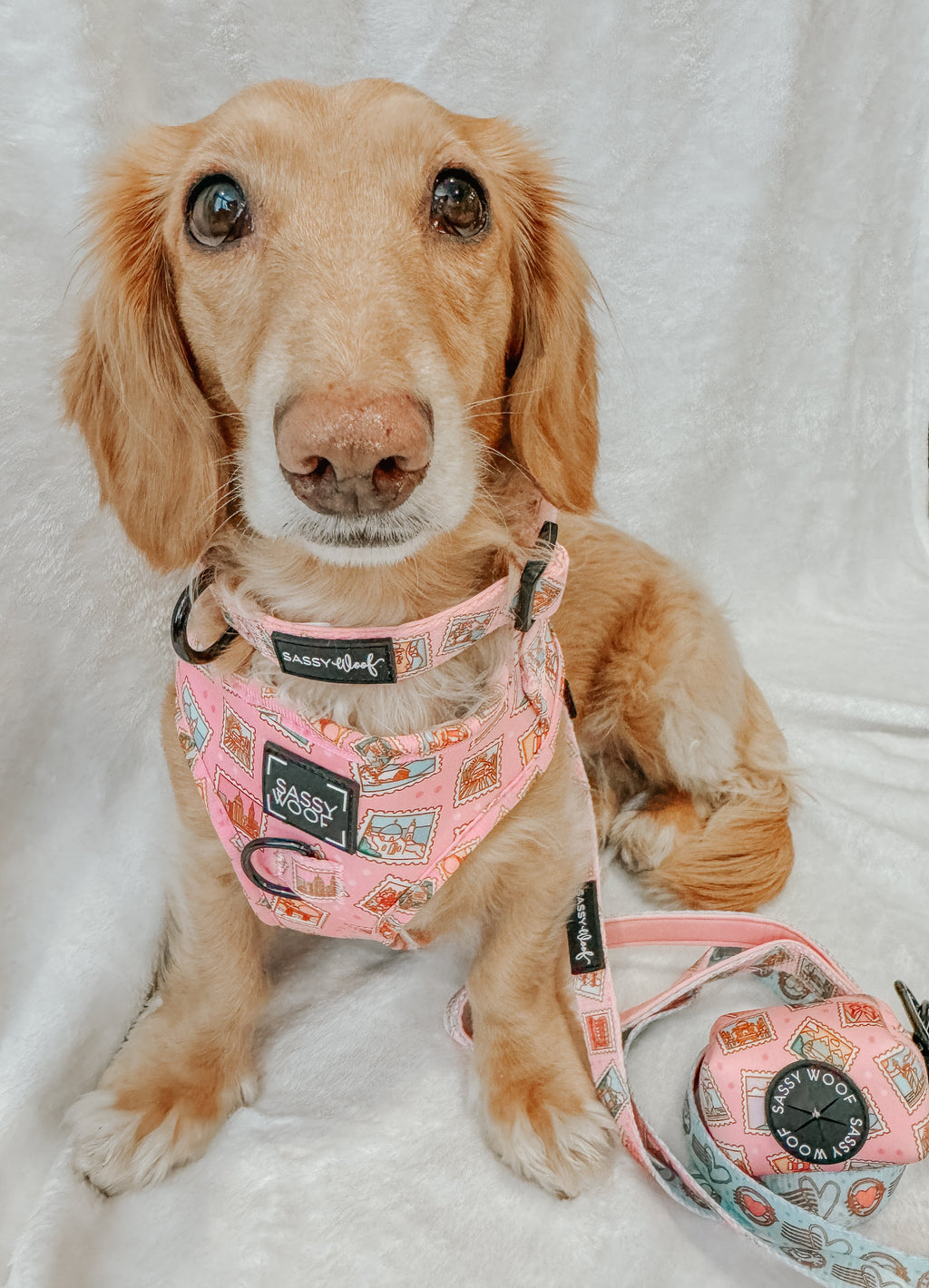 Dog Collar - Out of Office