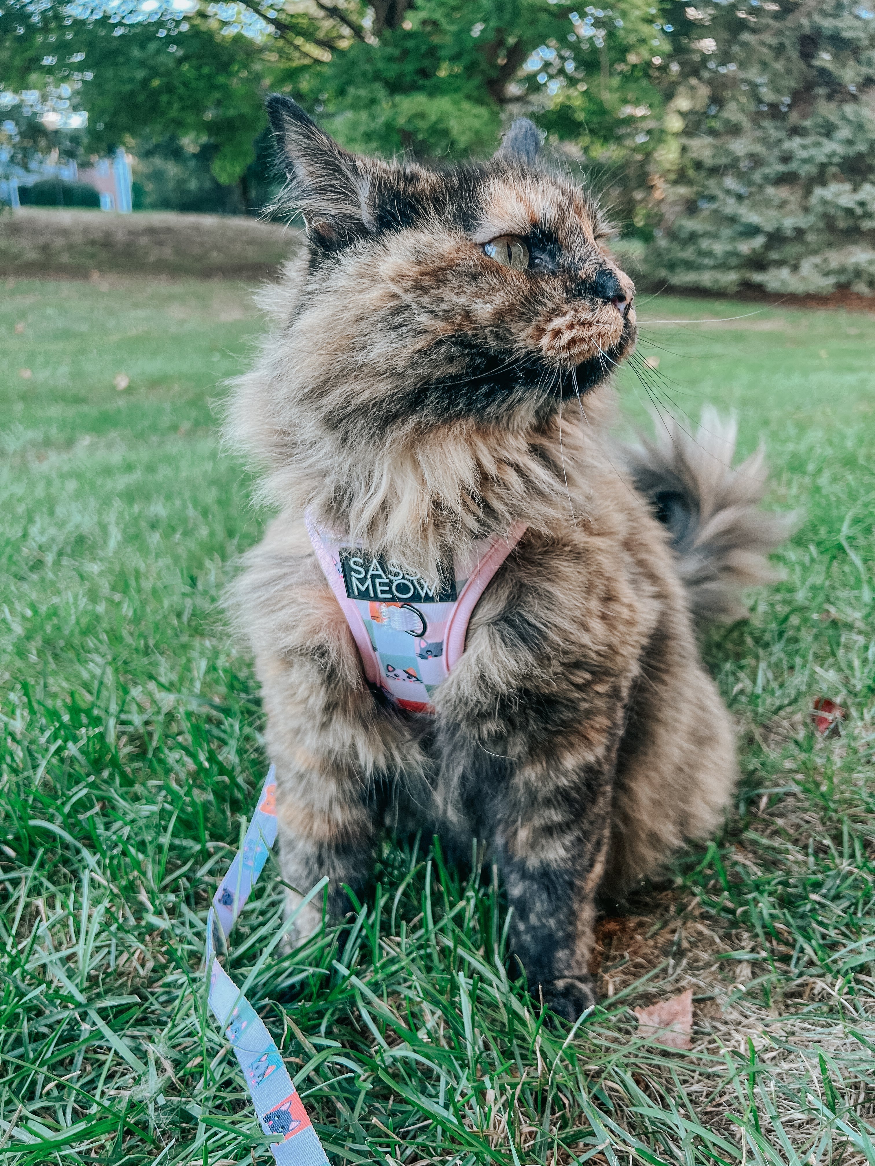Cat Step-In Harness - Smitten Kittens