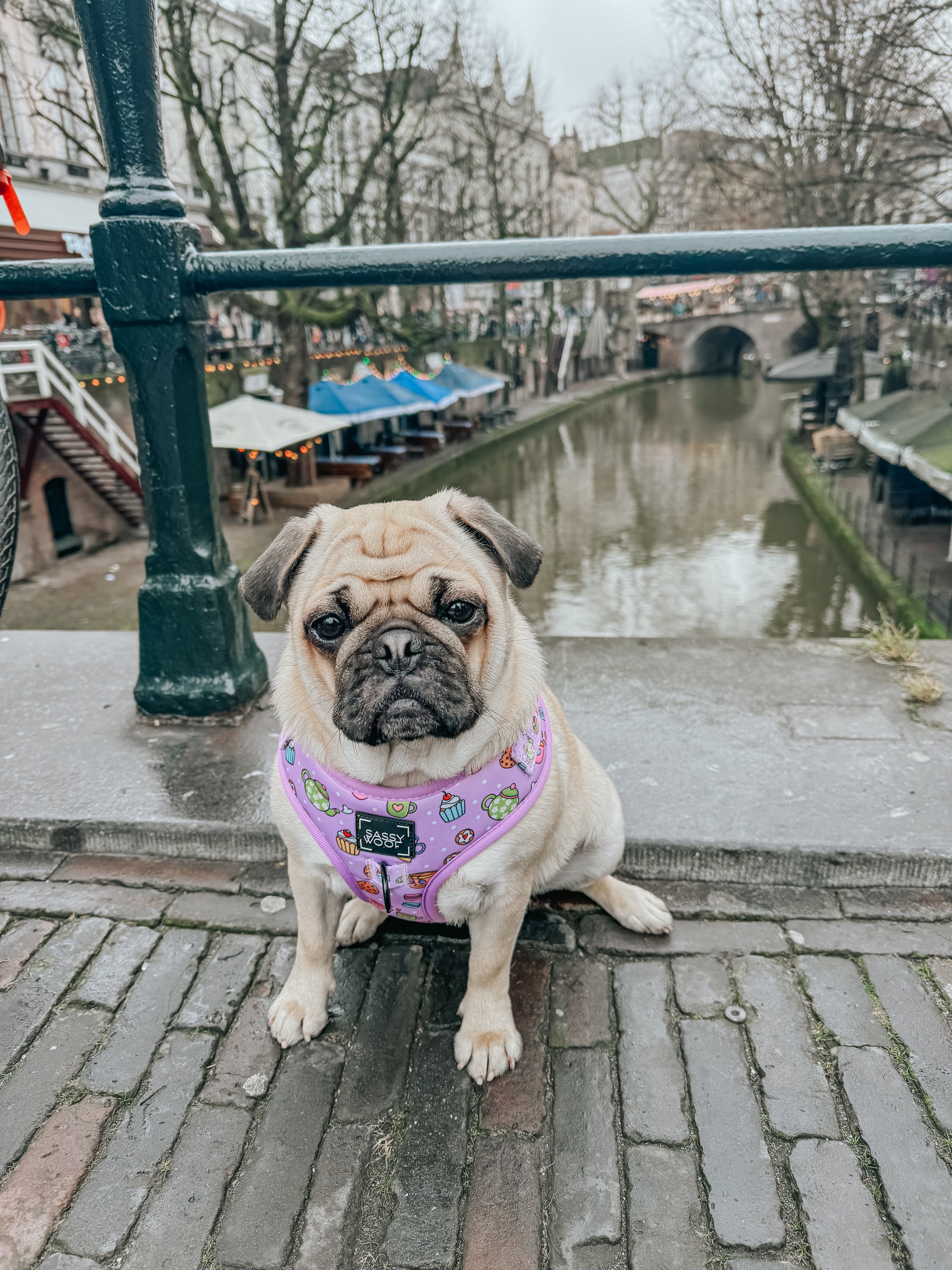 Dog Adjustable Harness - Tea Pawty