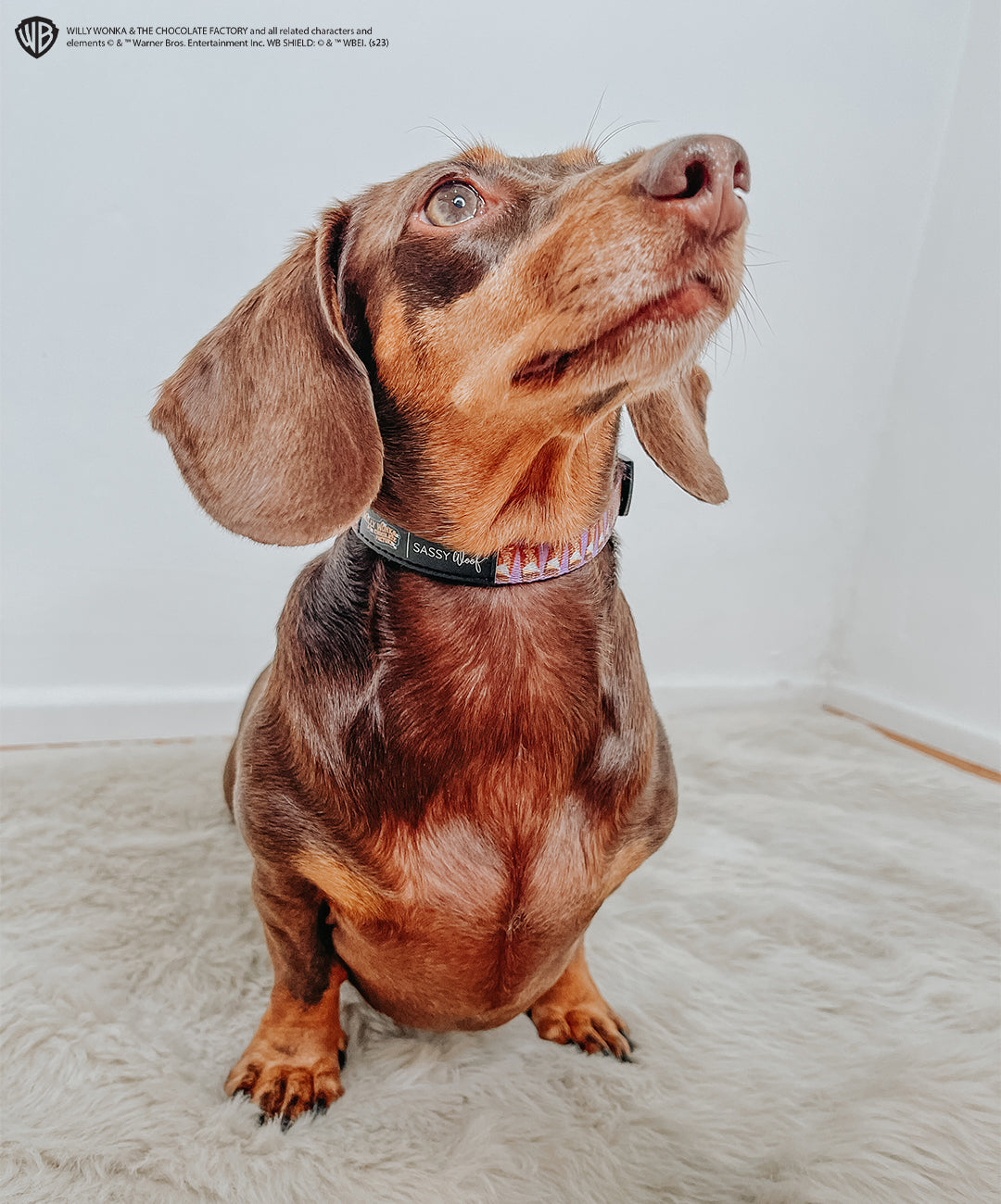 Dog Collar - Willy Wonka & The Chocolate Factory™