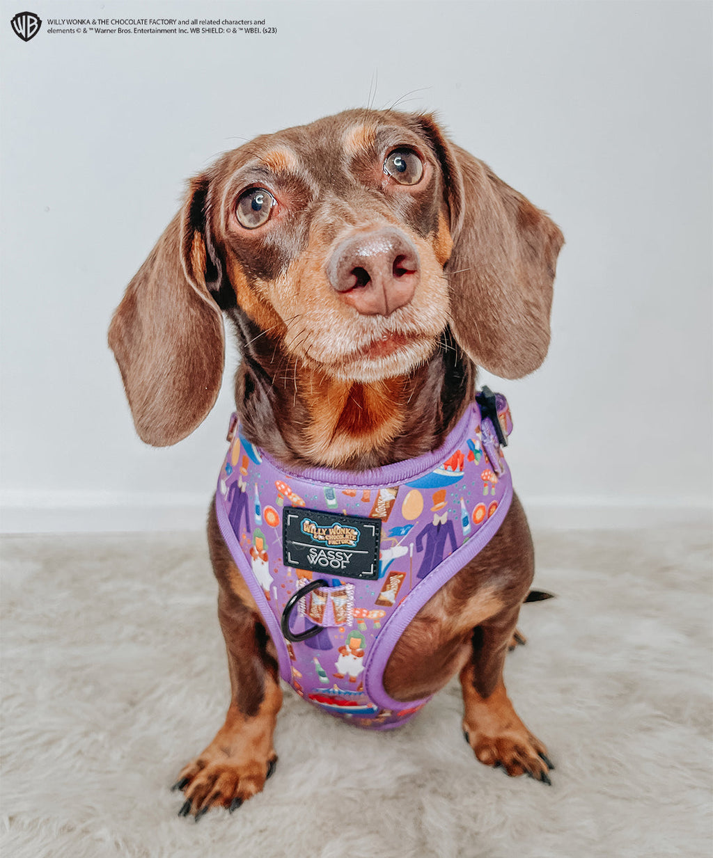 Dog Adjustable Harness - Willy Wonka & The Chocolate Factory™