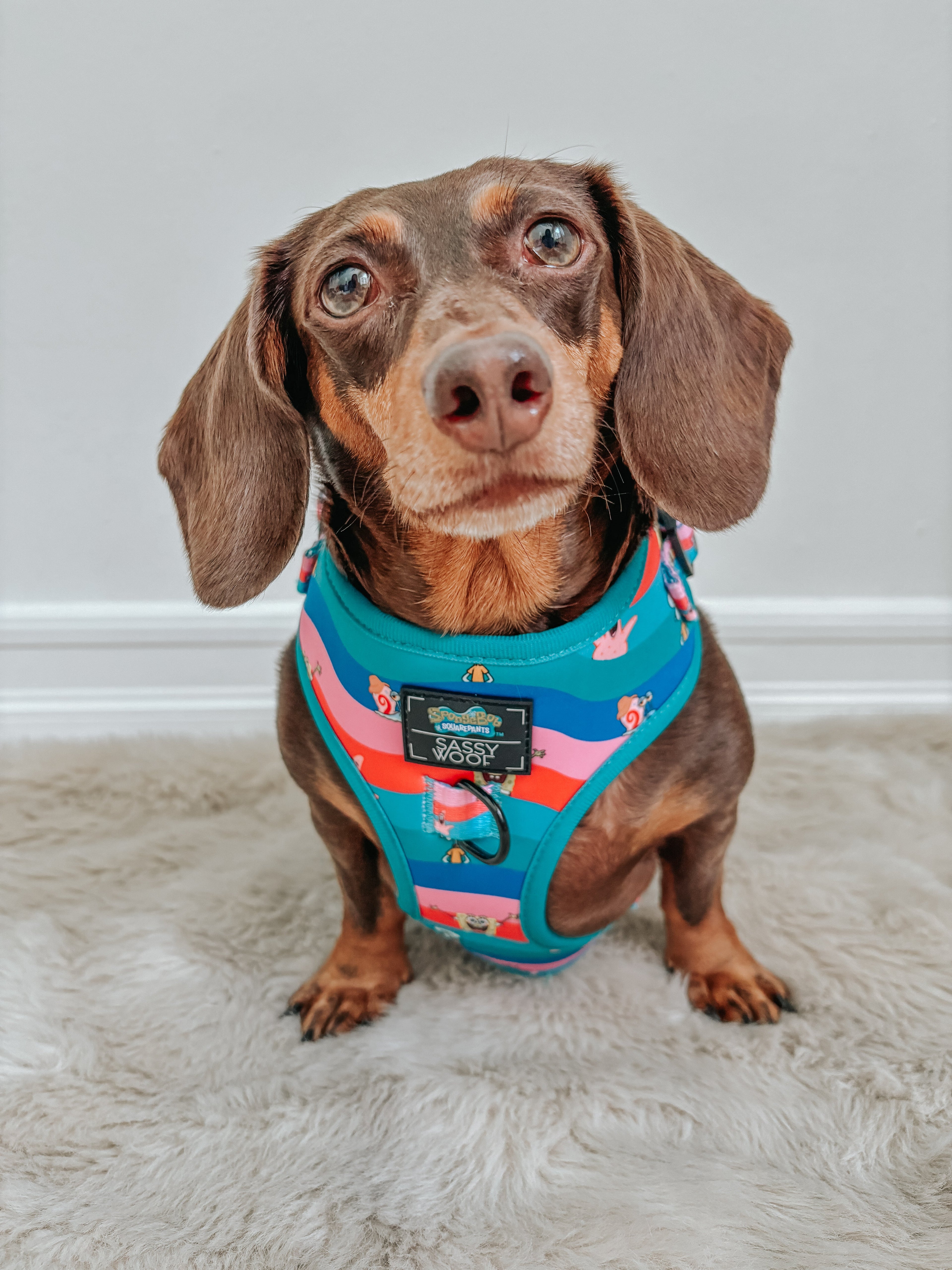 Dog Adjustable Harness - SpongeBob SquarePants™ and Friends