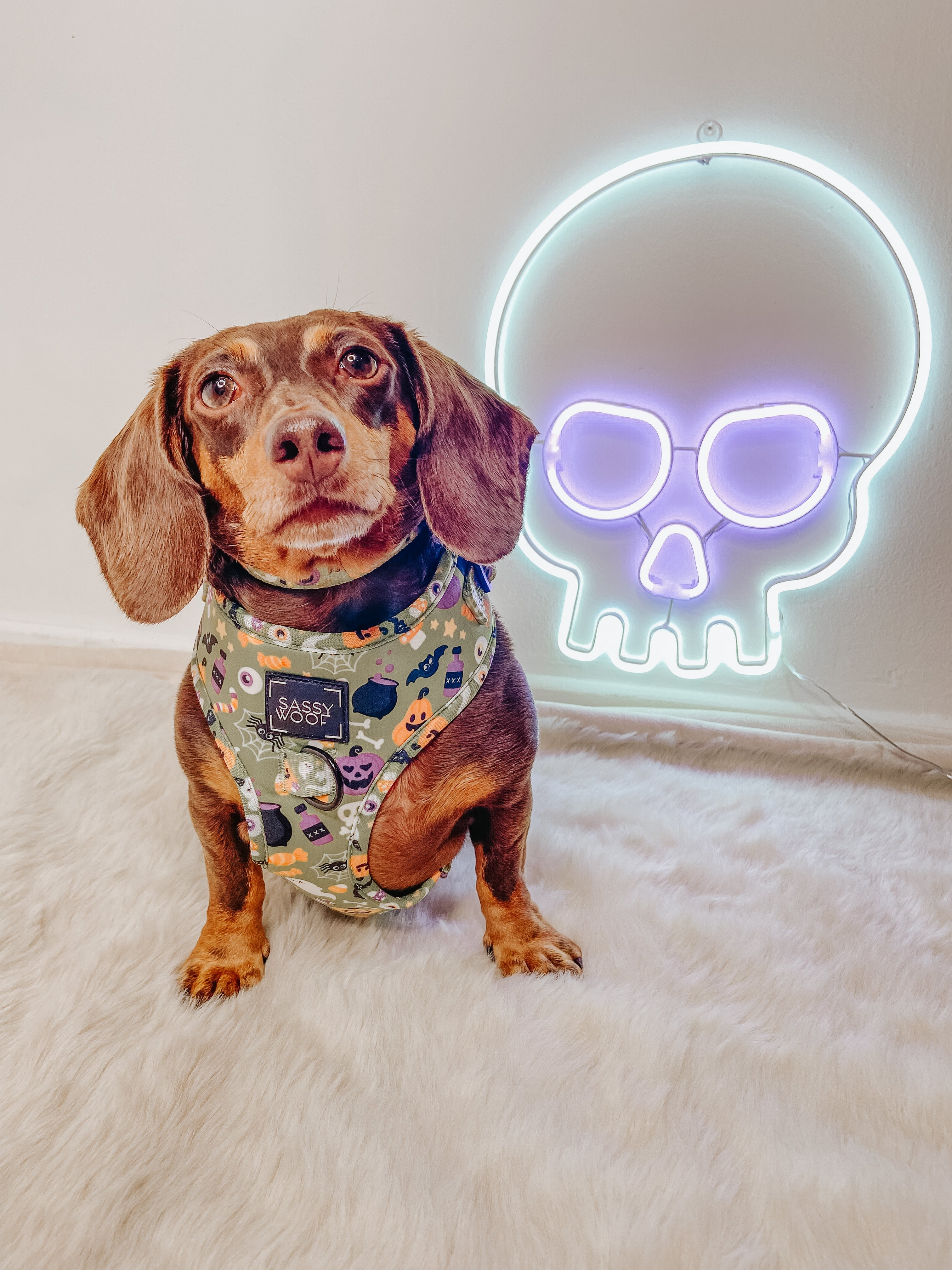 Dog Collar - Haunt Mess