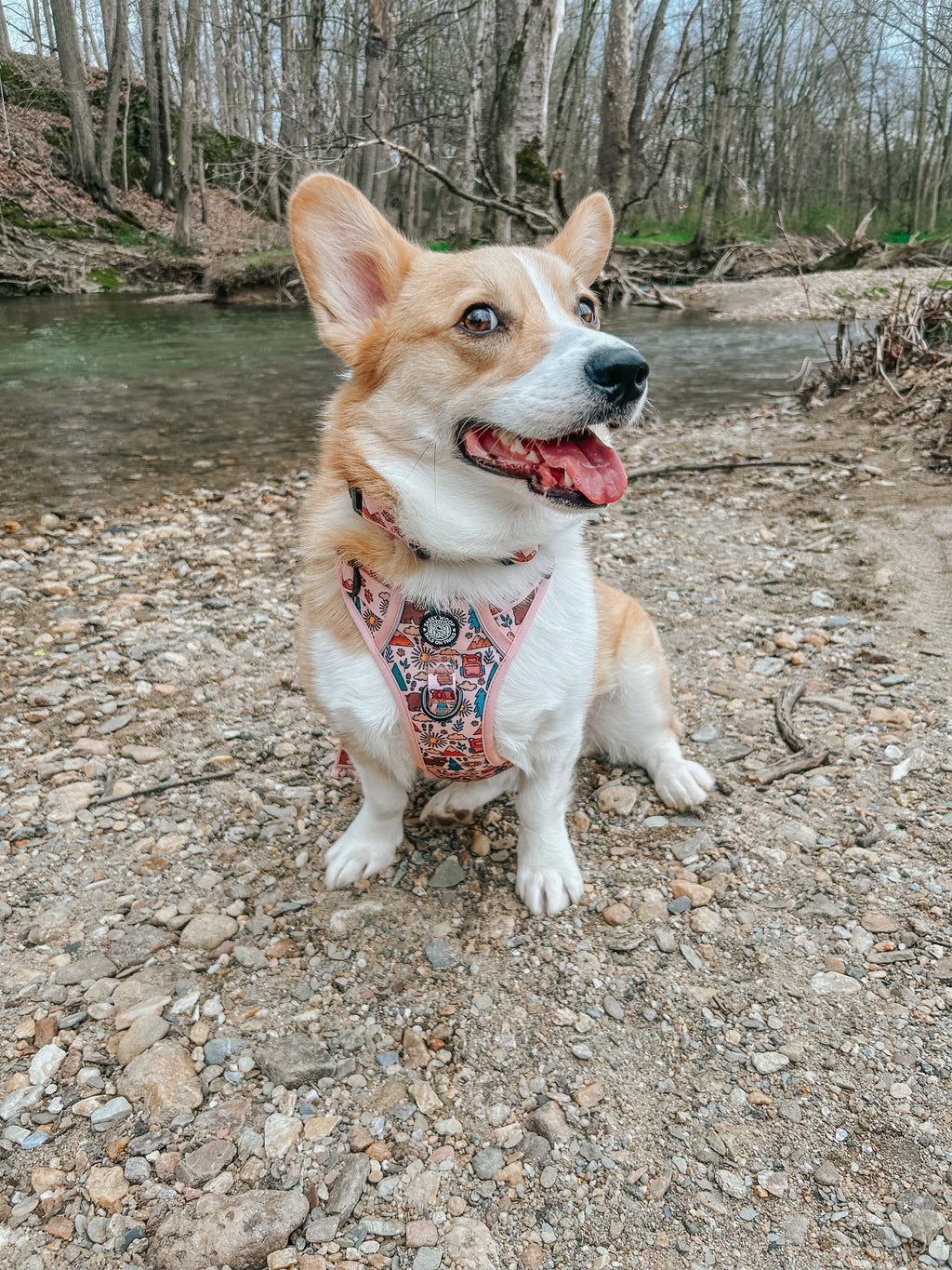 Dog Collar - National Bark