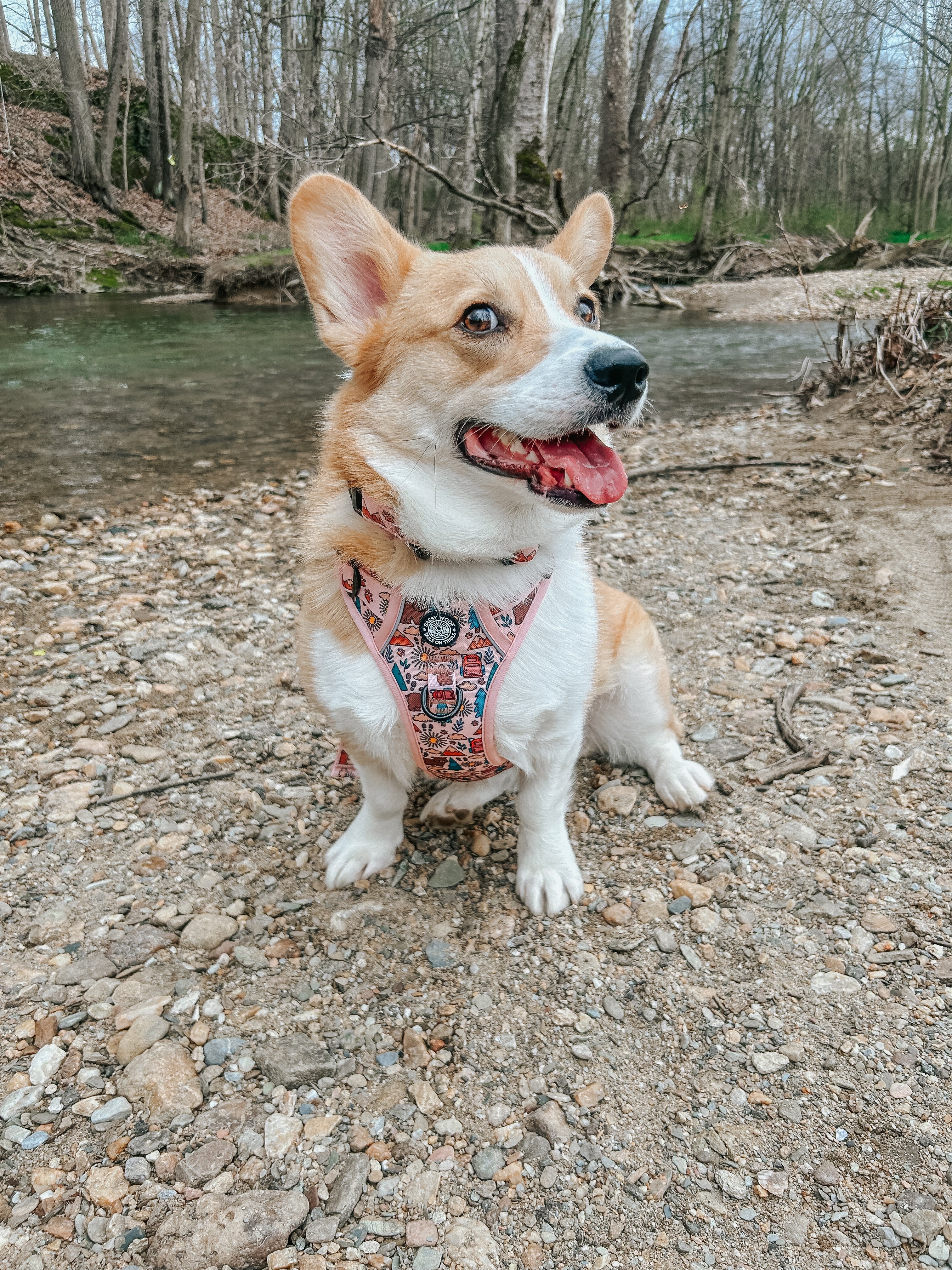Dog Collar - National Bark