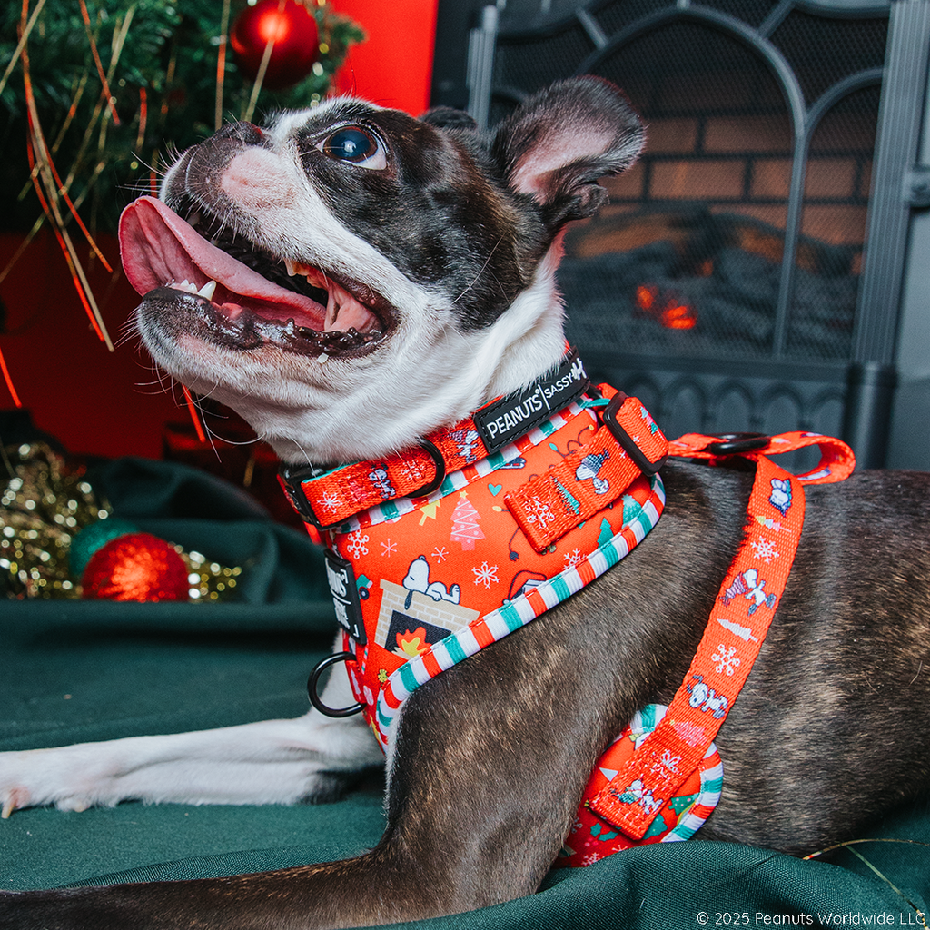 Dog Collar - Peanuts™ Beagle Bells