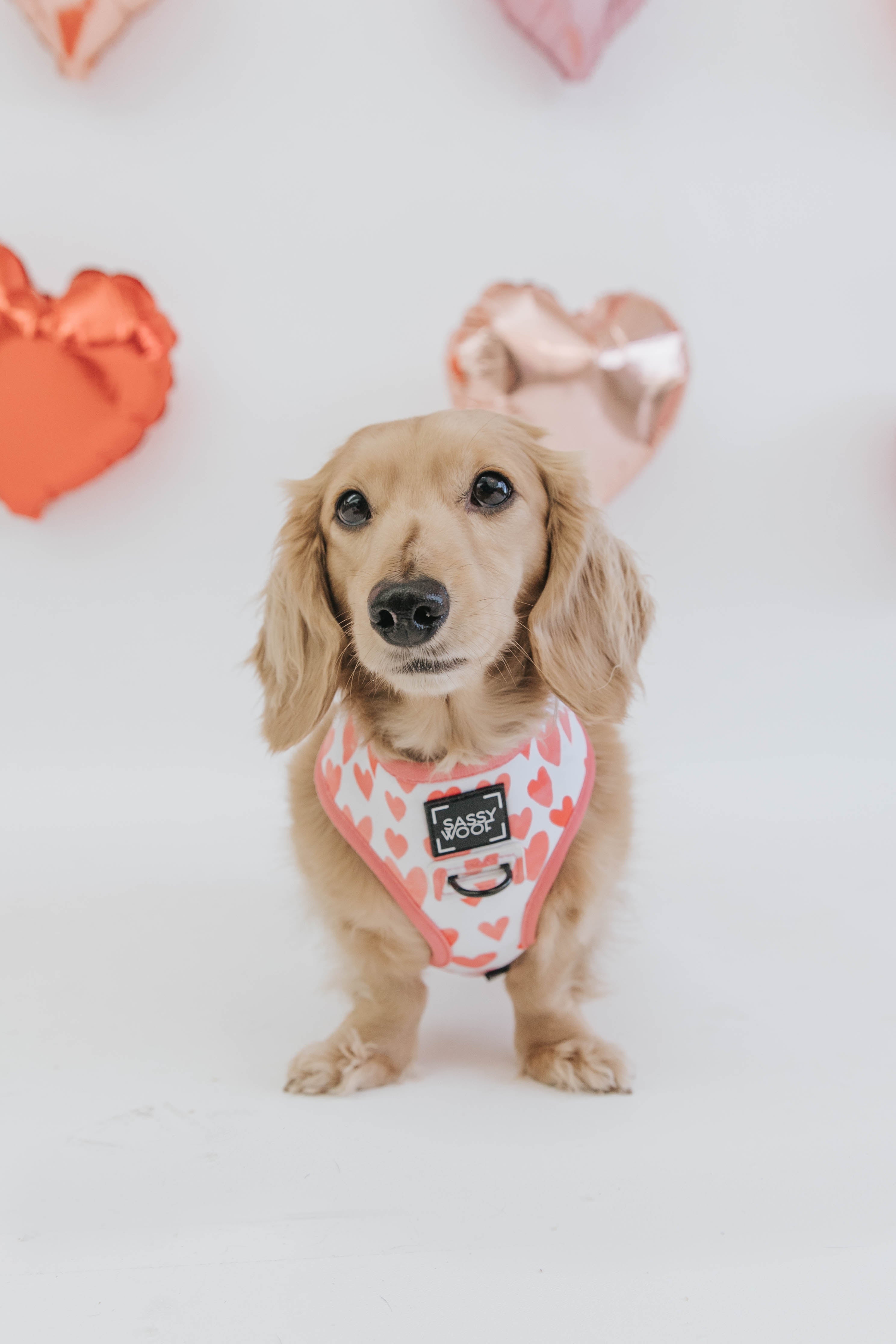Dog Reversible Harness - Dolce Rose