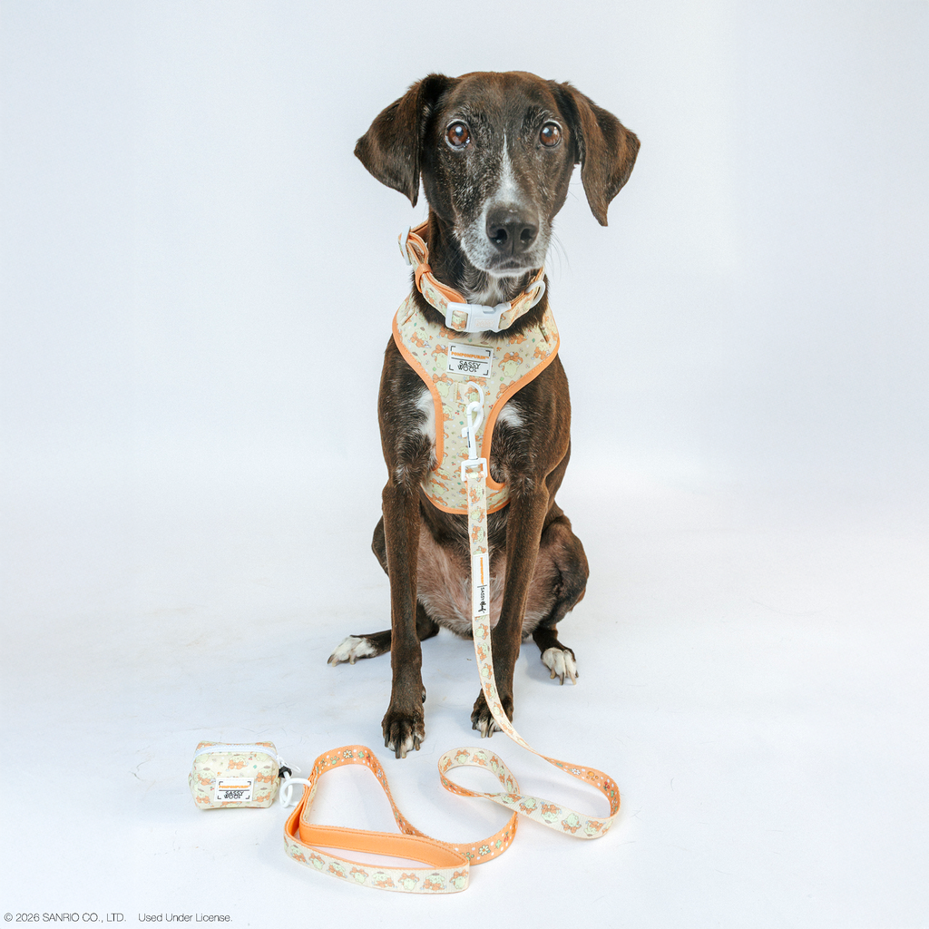 Dog Adjustable Harness - Pompompurin™