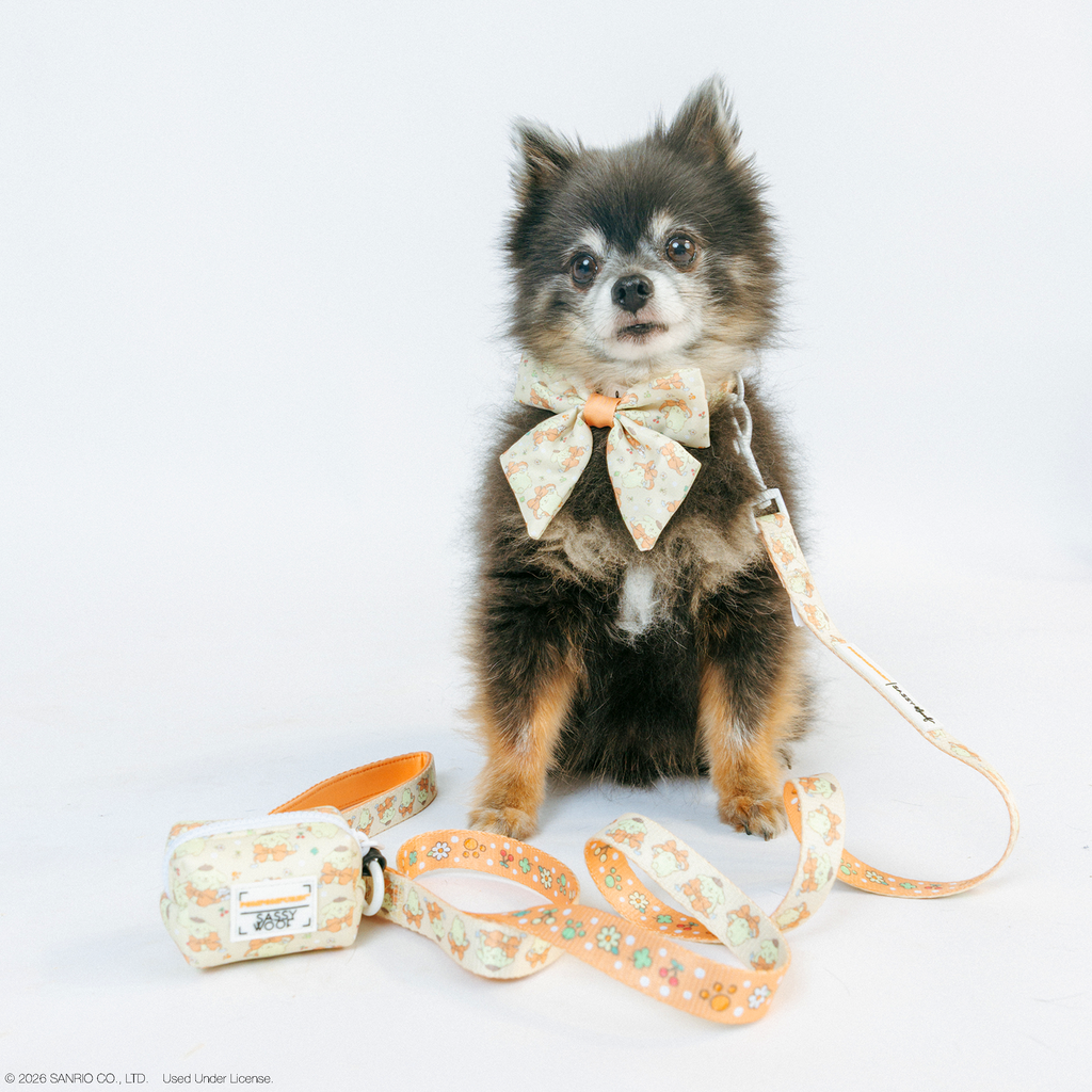 Dog Collar - Pompompurin™