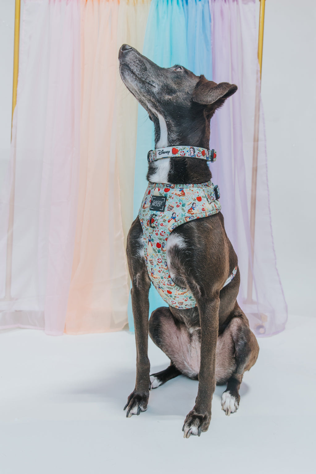 Dog Collar - Disney's Snow White