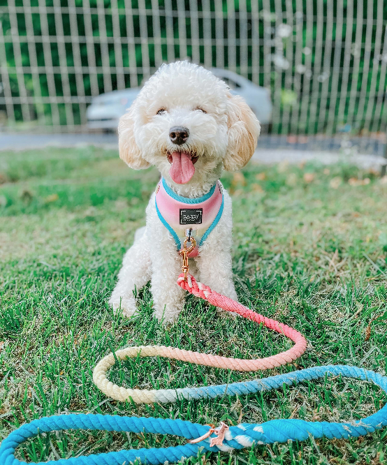Dog Rope Leash - Bright
