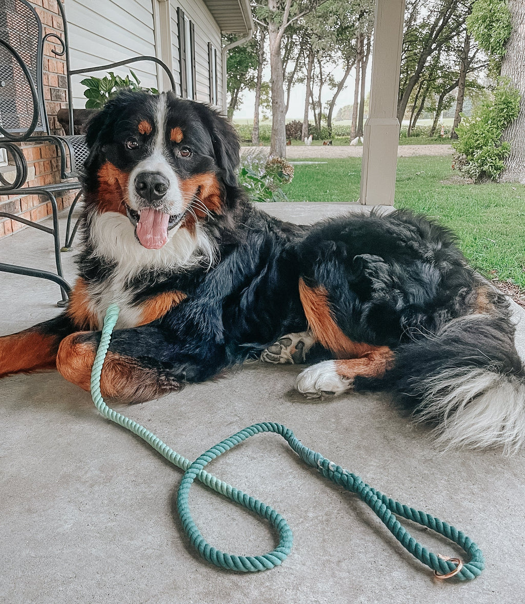 Dog Rope Leash - Hunter