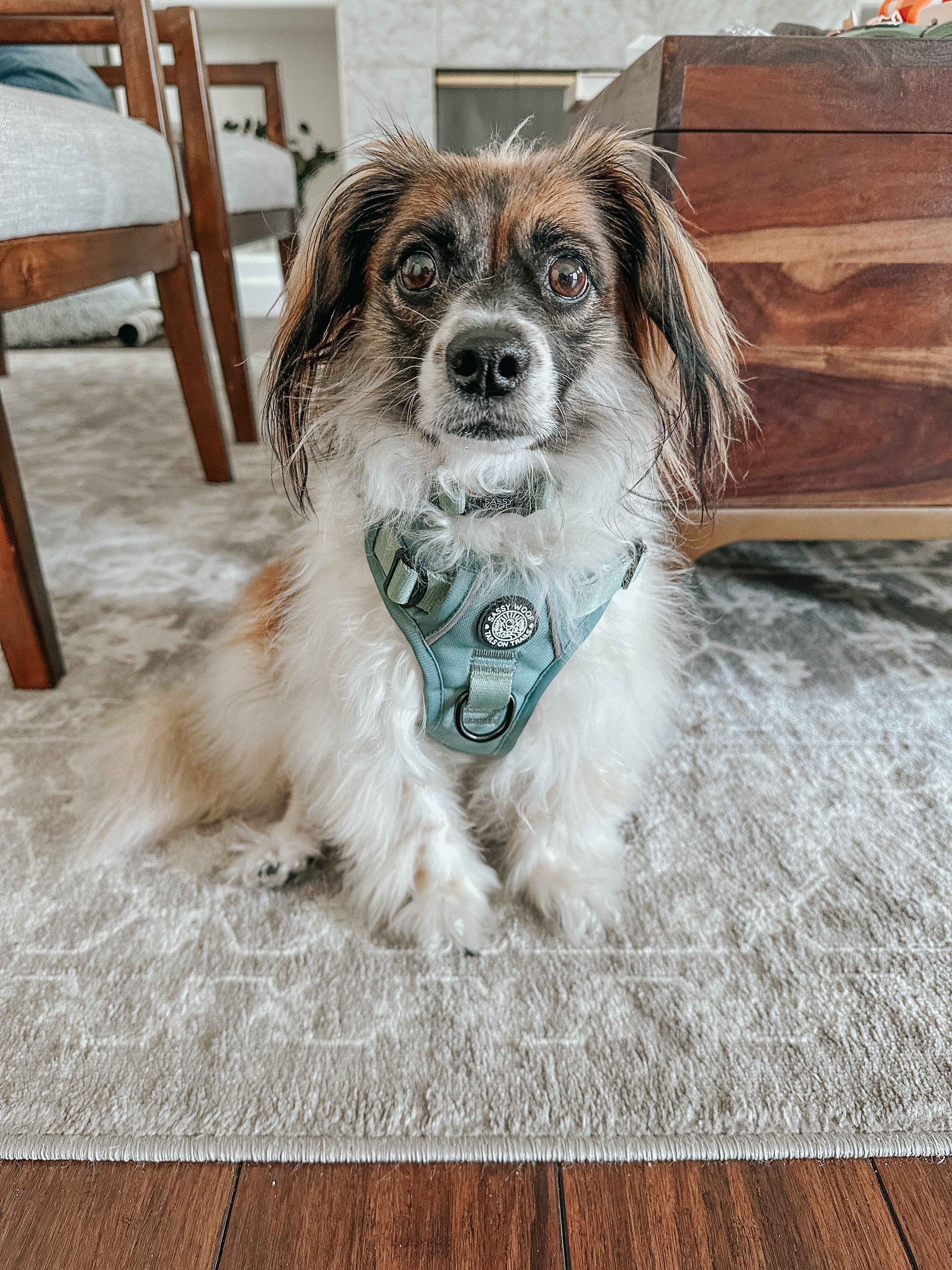 Dog Step-in Harness - Sage