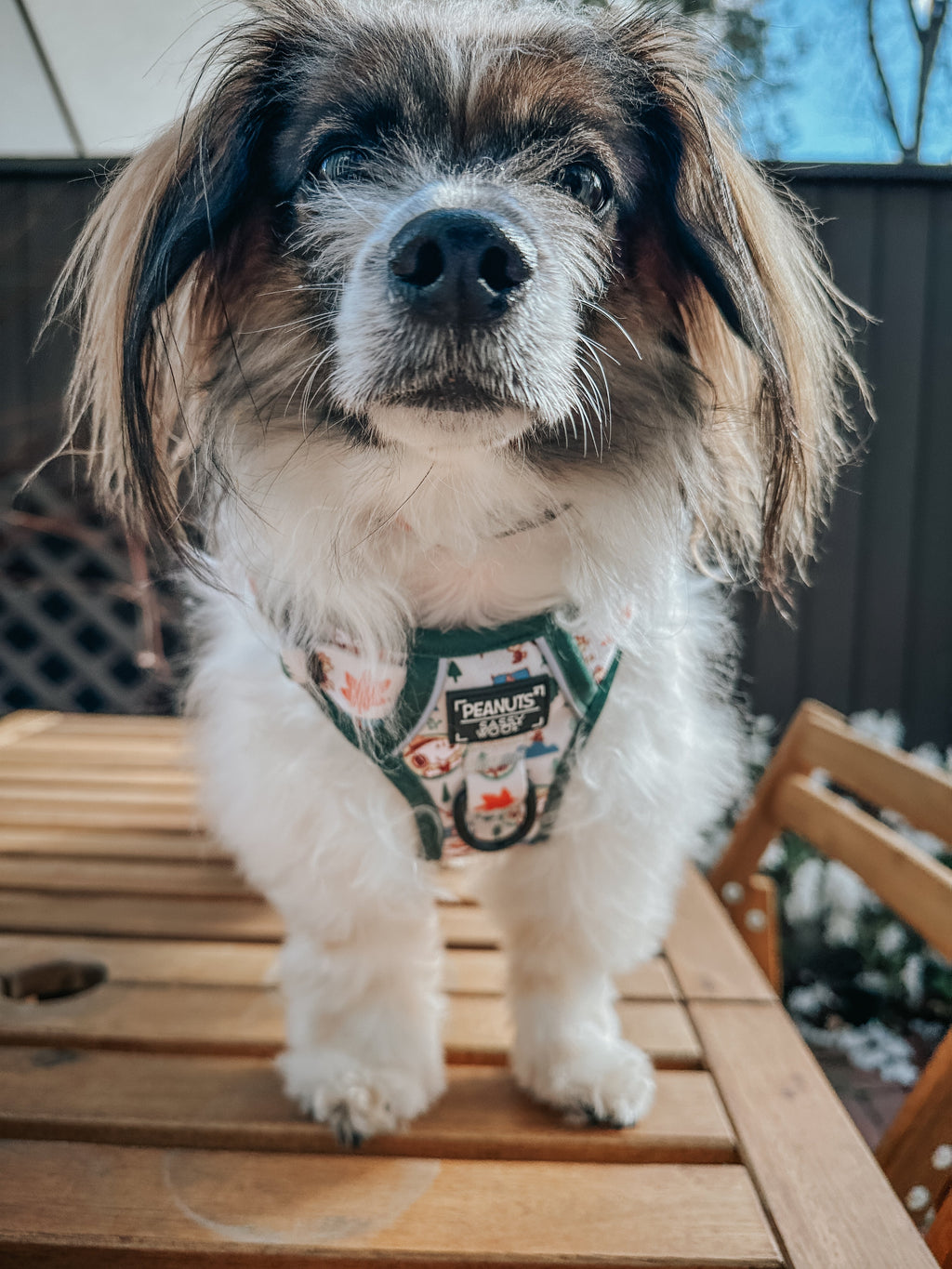 Dog Step-in Harness - Peanuts™ Beagle Scouts