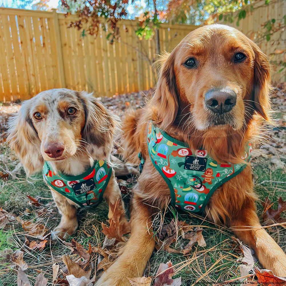 Dog Collar - Elf™