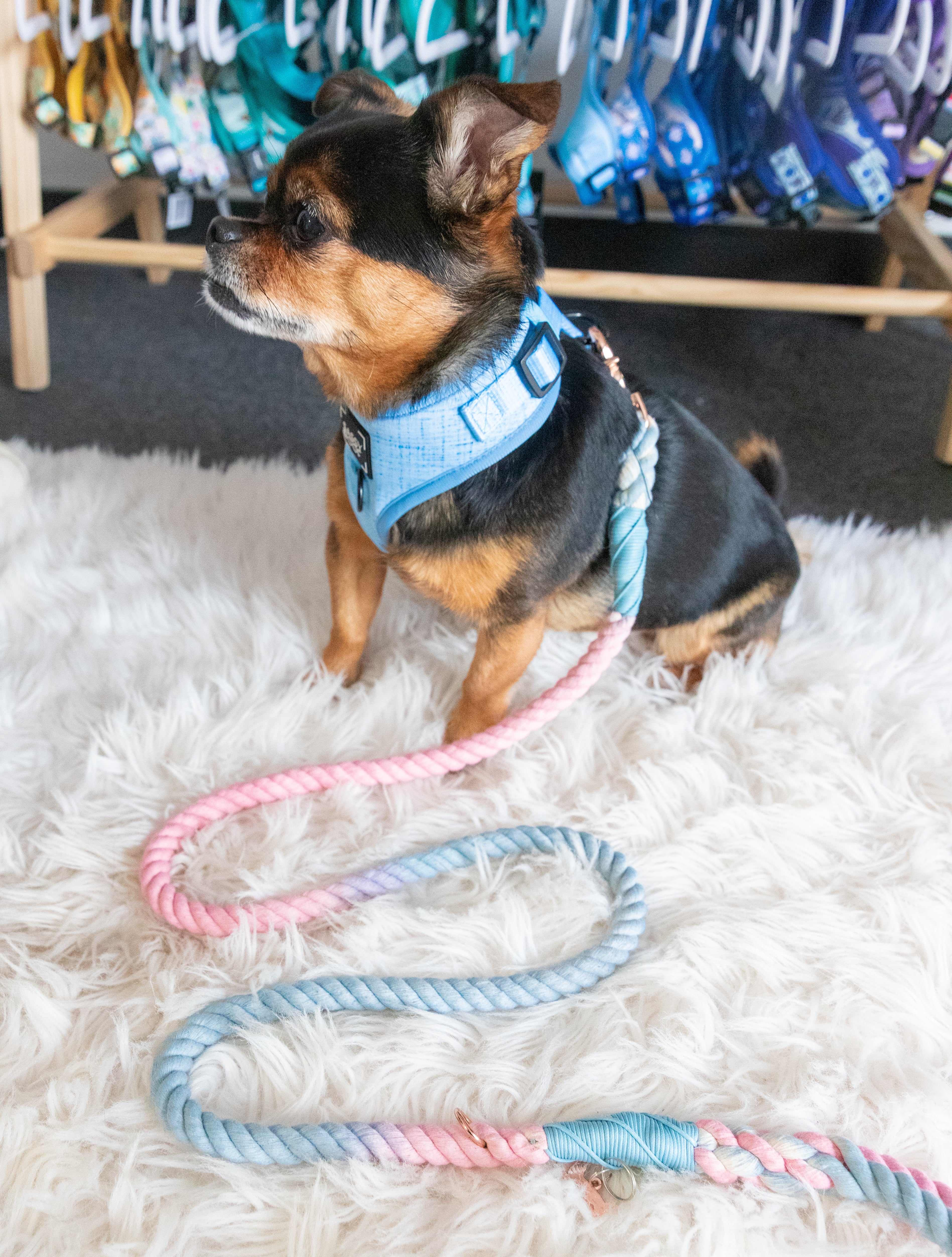 Dog Rope Leash - Romance